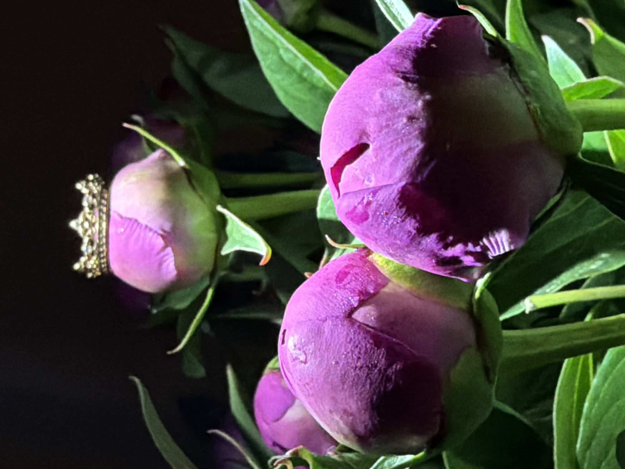 The image shows a close-up of several purple peony buds surrounded by green leaves. One bud has a small gold crown placed on top. The background is dark and out of focus.