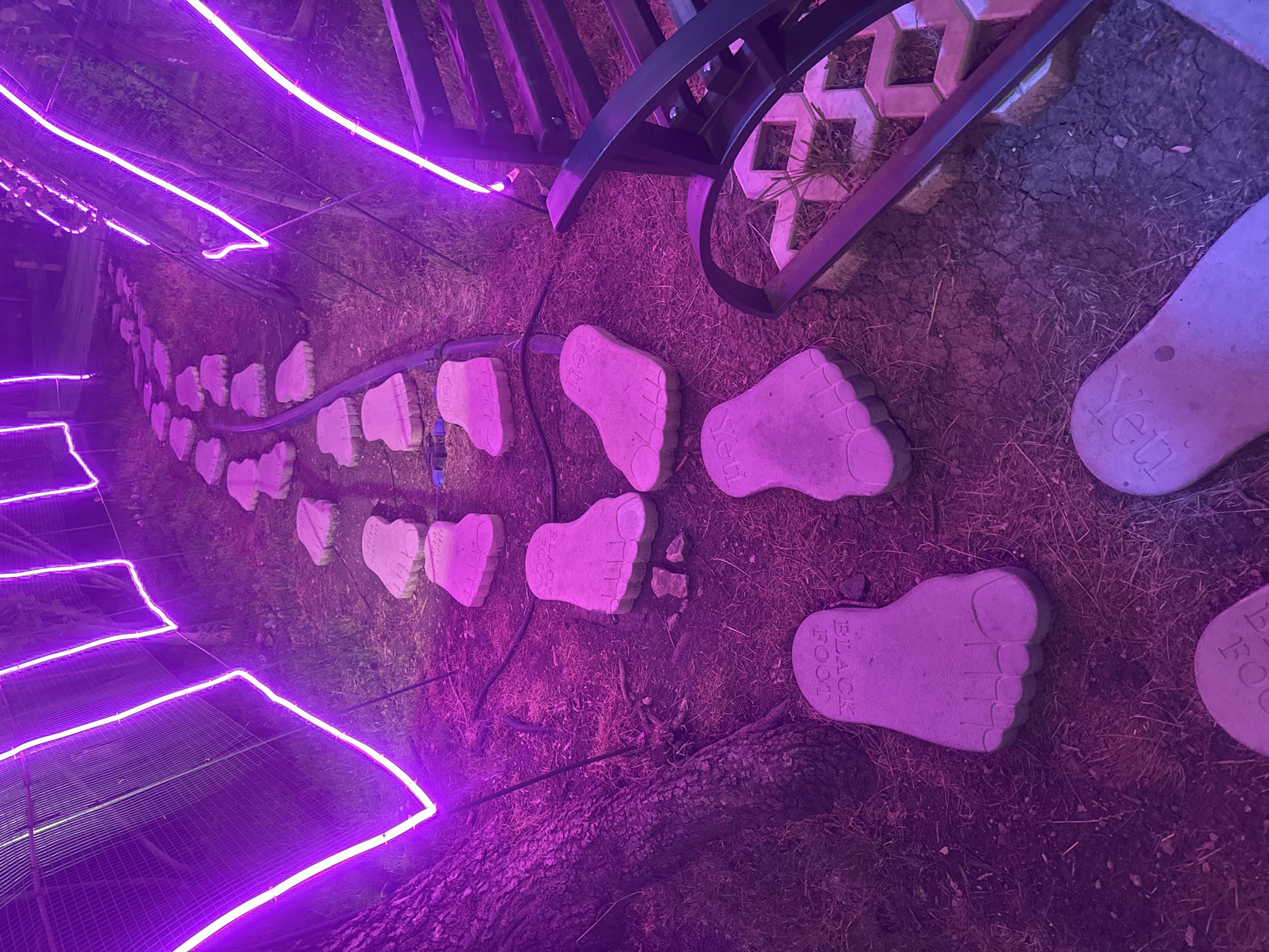 The image depicts a pathway marked by a series of stepping stones shaped like human feet, illuminated by vibrant purple LED lights. The stepping stones are laid out in a winding line across a ground covered with grass and some dry leaves. Several of these stones have visible text inscribed on them, including "YETI" and "BLACK FOOT". The purple lights create a mystical and enchanting atmosphere, outlining a path that leads through what appears to be an outdoor setting, possibly a park or garden. In the background, a dark structure, perhaps a bench or railing, and some concrete paving stones are visible, also tinged with the purple glow. The time of day appears to be nighttime or dusk, given the prominent artificial lighting and the overall dark tones of the scene. The environment suggests a decorative nighttime display or attraction, possibly in a public space. The stepping stones themselves are the primary focus, drawing the viewer's eye along the illuminated path. The texture of the ground, the rough surface of the stones, and the reflective quality of the lights are all notable details. The overall impression is one of a whimsical and visually striking pathway.