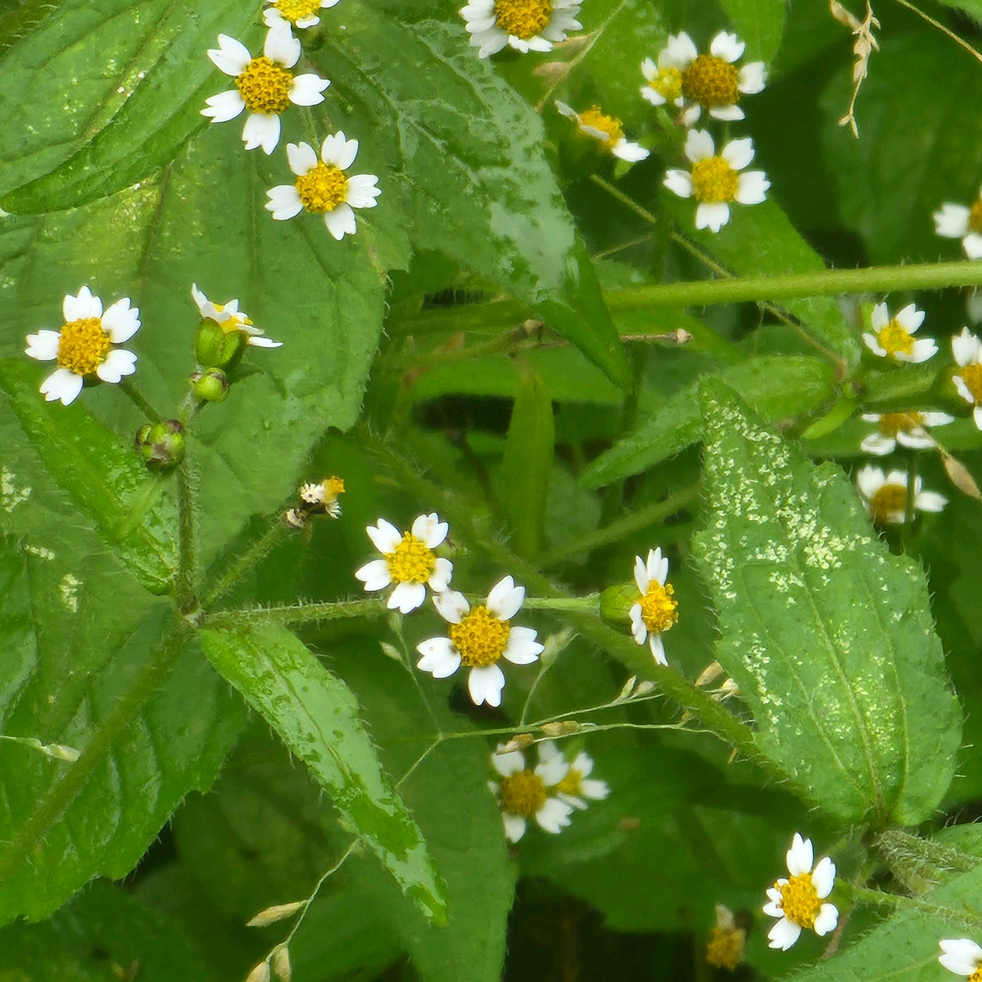 The image displays a close-up view of several small white and yellow wildflowers with green leaves. The flowers are clustered together on thin stems, with some appearing more in focus than others, suggesting a shallow depth of field. The leaves are broad and veined, with some appearing wet, possibly from dew or recent rain. The overall scene is lush and natural, indicative of an outdoor environment. There are no people, buildings, or any urban elements visible in the image, making it impossible to determine a specific location within Moscow, Russia. The focus is solely on the botanical subject matter.