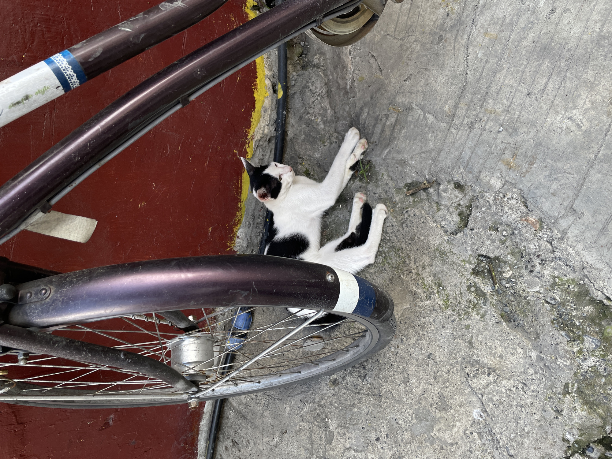 The image depicts a black and white cat lying on a concrete surface near a bicycle. The cat is positioned between the front wheel and the frame of the bicycle. The background consists of a red wall with some yellow markings and what appears to be a black cable running along the base of the wall. The concrete ground shows signs of wear and tear, with some debris and moss. The scene appears to be outdoors, possibly in an alley or a less-maintained area of a city. Based on the information provided, this scene could be located in the city of Davao City, Philippines, as suggested.