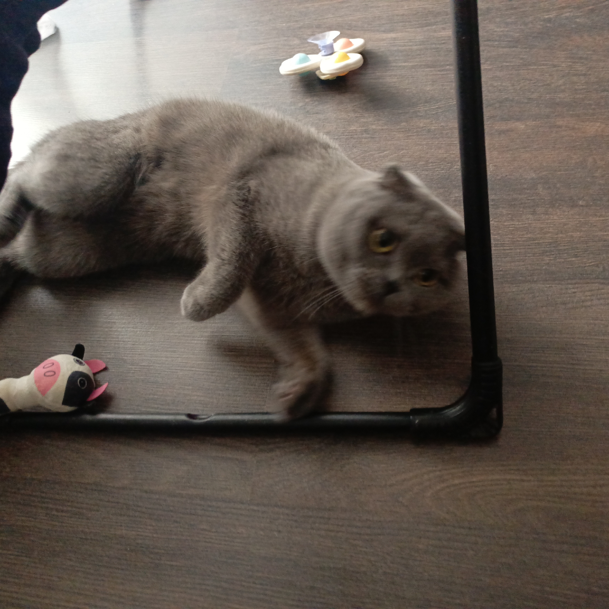 A grey cat with distinctive folded ears and bright yellow eyes is the central subject of the image, captured indoors on a dark wooden floor. The cat is mostly lying down, with its body relatively still, but its head is slightly blurred, indicating it is in motion, turning to look intently towards the right side of the frame. Its fur is a uniform grey.
The cat is partially framed by a black, angular structure, possibly a metal or plastic pipe, which runs across the bottom and up the right side of the image. Two toys are visible nearby: a white plush toy resembling a cow, with pink ears and snout and black markings, is situated in the bottom left corner, partly within the black frame. Another multi-colored toy, similar to a spinner with three arms and suction cups on its underside, lies on the floor above the cat's back, towards the top center of the image. The wooden floor appears to be a laminate or dark hardwood, showing grain patterns. The lighting suggests an indoor setting, and there is no visible text.