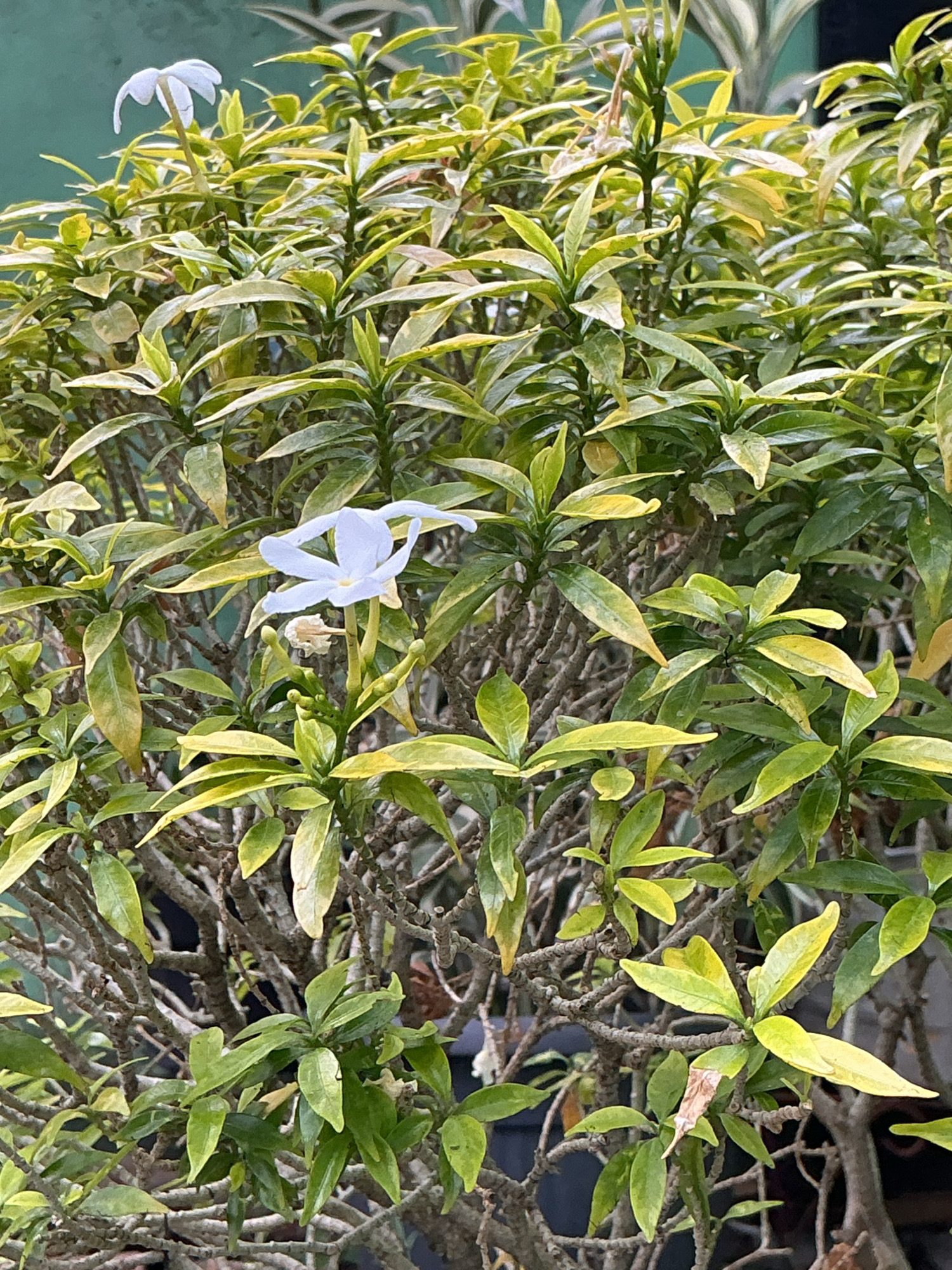 The image shows a close-up of a flowering plant, likely a Jasmine or Gardenia variety, with delicate white petals and green leaves. The plant has numerous branches and appears to be healthy, with a mix of green and yellowing leaves, indicating it might be undergoing a seasonal change or receiving variable sunlight. A single white flower is in full bloom, its petals elegantly curved. Surrounding the flower are unopened buds and withered remnants of past blooms, suggesting the plant is in a continuous cycle of growth and decay. The background is a soft blur of greens and grays, hinting at an outdoor setting with other foliage and possibly structures.
This scene is consistent with a garden or park setting within the city of Magelang, Indonesia. Such ornamental plants are commonly found in residential gardens, public parks, or temple grounds throughout the region, where the tropical climate supports their growth. The plant's presence suggests a cultivated environment, likely a well-maintained garden in a domestic or public space in Magelang.