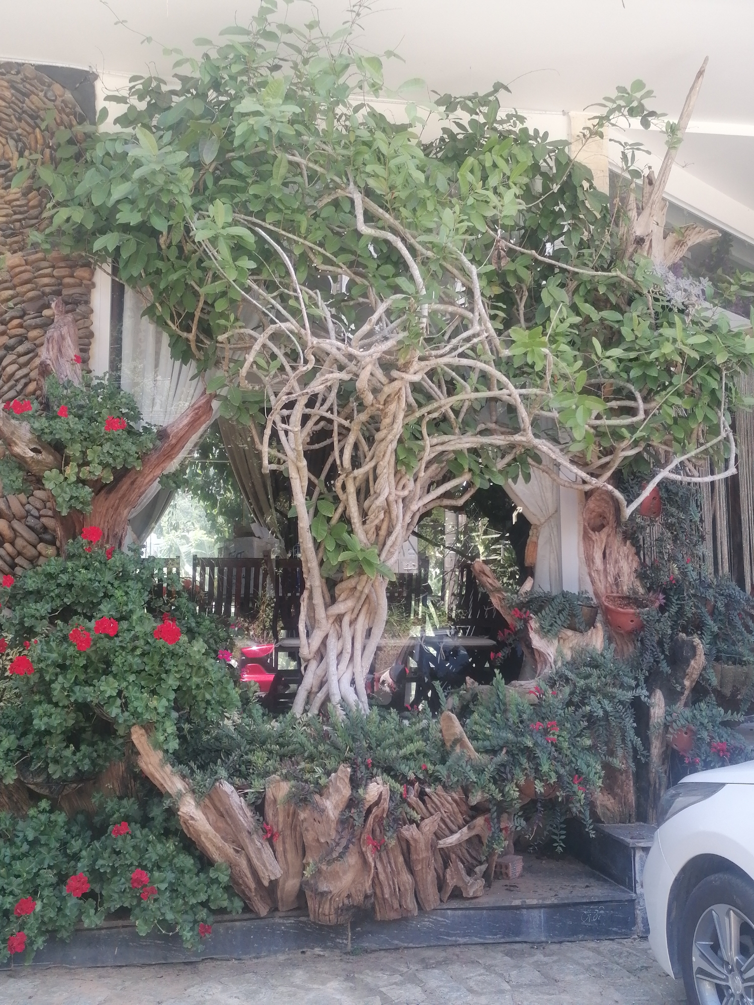 The image shows an outdoor scene in Da Lat, Vietnam, featuring an elaborate plant installation that appears to be part of a building's exterior or entrance. The installation is dominated by a large tree with gnarled, twisting branches and abundant green foliage. The base of the tree is surrounded by a dramatic arrangement of weathered driftwood and smaller, leafy plants with small red flowers, possibly geraniums. To the left, a wall covered in rounded stones serves as a backdrop for a section of the plant installation. In the background, through an opening in the foliage, glimpses of indoor furniture, including wooden chairs and a table, are visible, suggesting this may be an entrance to a cafe, restaurant, or shop. A white car is partially visible on the right side of the frame. The scene is well-lit, suggesting daytime.