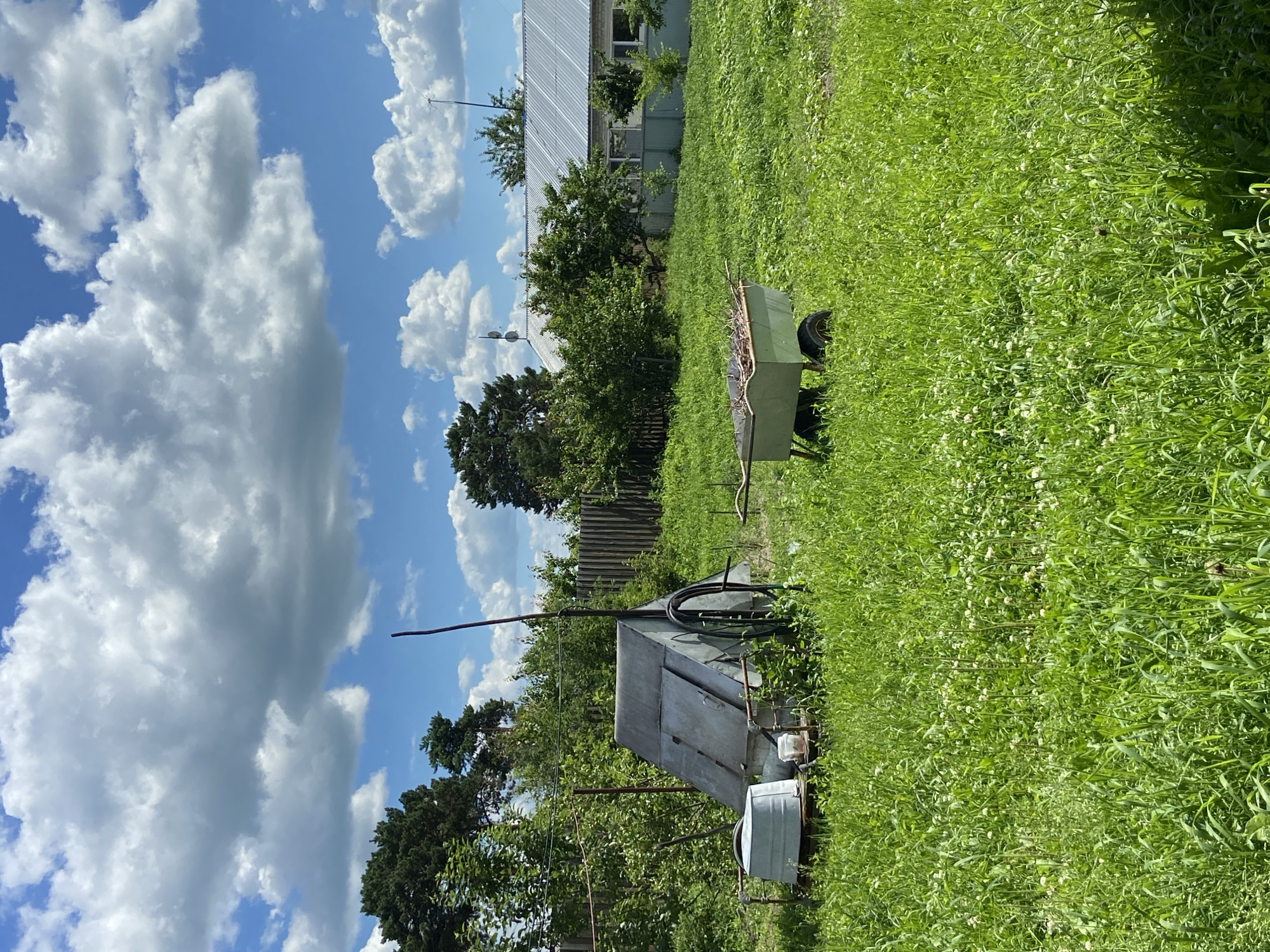 The image depicts a rural scene with a focus on outdoor elements. The foreground is dominated by a lush green field, densely populated with tall grass and small white flowers, suggesting a natural or uncultivated area. A single-wheeled wheelbarrow, painted green and filled with dry sticks or branches, is positioned in the middle ground. Behind the wheelbarrow, a wooden fence runs horizontally across the scene. Further back, a long, low building with a corrugated metal roof is visible, alongside several trees and other vegetation. The sky above is a vibrant blue, dotted with large, fluffy white clouds, indicating fair weather. The lighting suggests it is daytime, likely mid-morning or afternoon. The overall impression is one of a quiet, natural setting in a rural or semi-rural environment. There are no people visible in the image. The composition and content suggest a functional outdoor space, possibly a garden or yard.