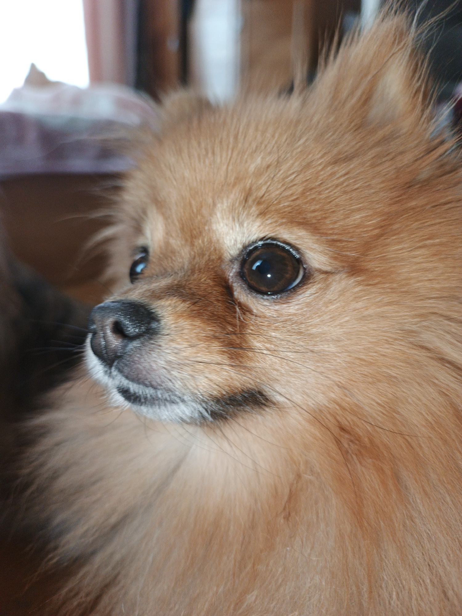 The image is a close-up, side-profile, portrait of a Pomeranian dog. The dog has light brown fur and dark eyes. Its nose is black. The background is blurred and appears to be indoors with some vertical elements that could be furniture or walls. There is no indication of the location being in Medvedyovka, Russia.