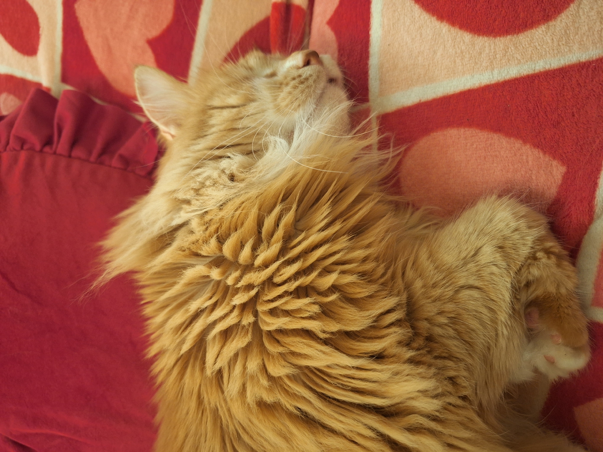 A close-up, high-angle shot shows a long-haired, golden-colored cat sleeping on a red and light orange patterned blanket with a red pillow in the background. The cat is curled up, with its head tilted back and its paws tucked in. The scene gives no visual indication of the location being Varna, Bulgaria.