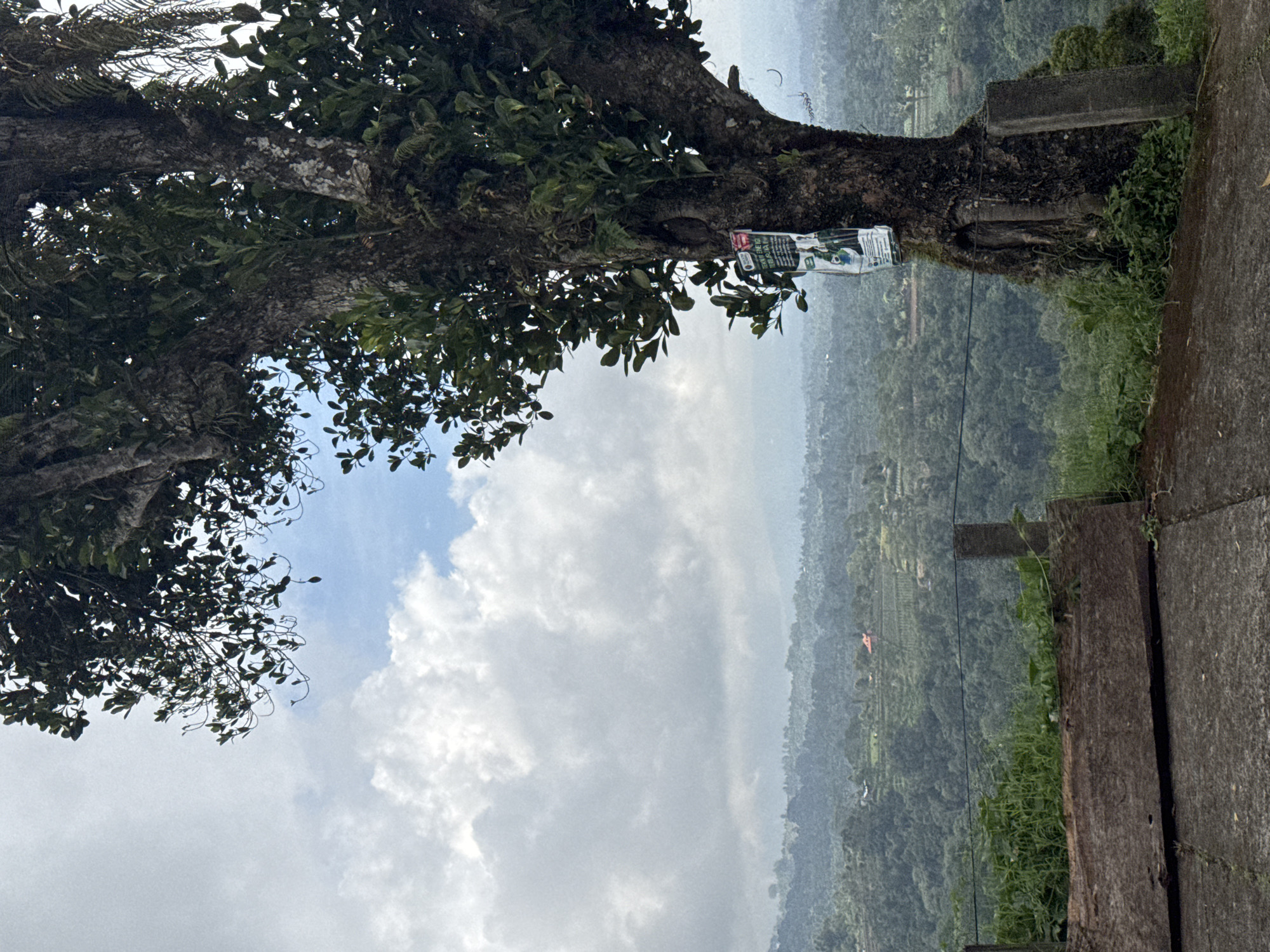 The image depicts a tree with green foliage and a textured trunk situated along a stone pathway or platform. A sign is affixed to the tree. In the background, a hazy landscape of rolling hills covered in dense vegetation stretches into the distance under a cloudy sky. The location is Unknown, Unknown.