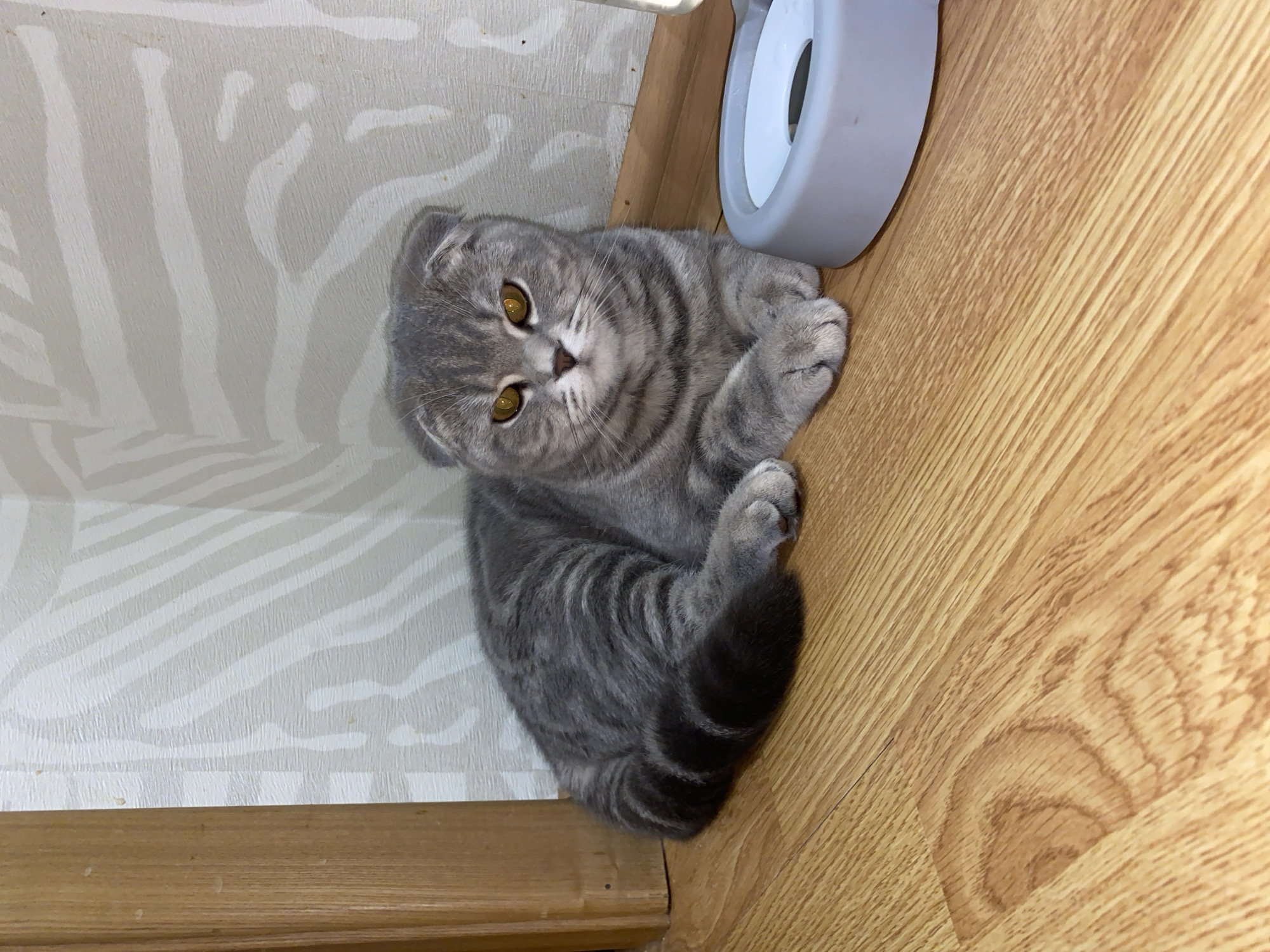 This image captures an indoor scene, likely within a home in Votkinsk, Russia. The primary subject is a domestic cat, specifically a Scottish Fold, identifiable by its characteristic folded ears and round face. The cat has a striking grey tabby coat with prominent darker stripes and bright, piercing amber-yellow eyes. It is depicted lying comfortably on a light-colored wooden or laminate floor, positioned in a corner where the floor meets a wall.
The cat is looking directly at the viewer with a calm, curious, and alert expression. Its front paws are tucked beneath its body, and its tail is curled around its hindquarters. The wall on the left side of the frame is covered with light-toned wallpaper featuring a subtle, textured pattern of broad white and light beige stripes or abstract shapes. A wooden baseboard or trim runs along the bottom of the wall, separating it from the floor. In the upper right portion of the image, a grey and white pet food or water bowl is partially visible. The lighting suggests an indoor setting, possibly under artificial light, as no strong natural light sources or shadows are apparent. There is no visible text in the image.