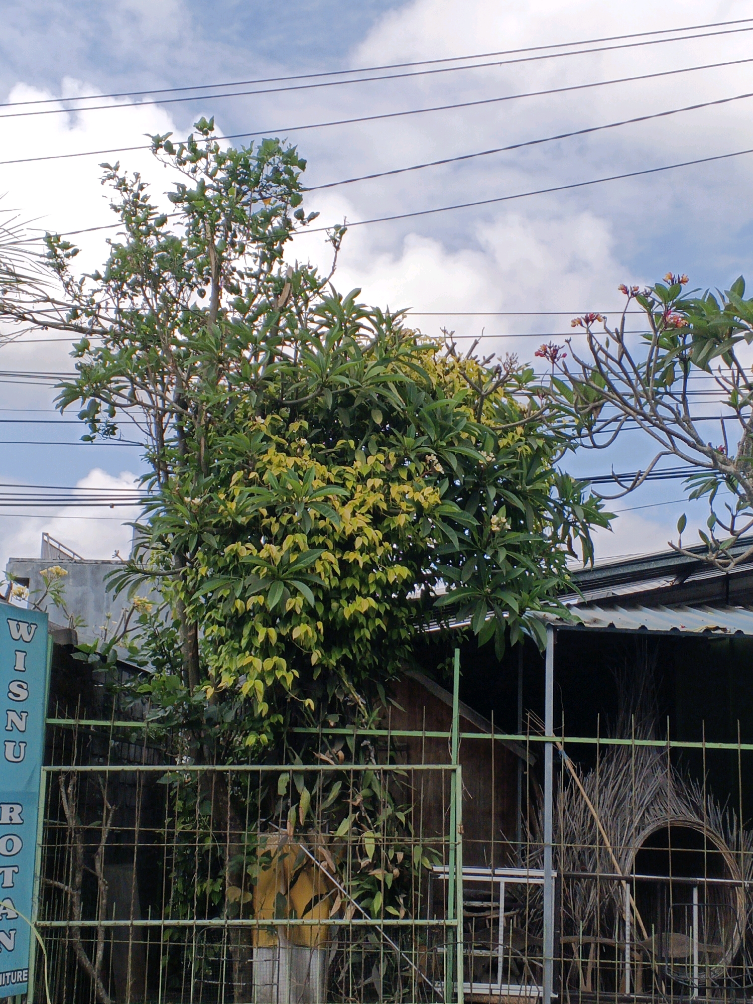 A vertical, eye-level, full shot captures an outdoor scene under a cloudy sky with four visible power lines running horizontally across the upper portion of the frame. In the foreground, a tall, thin, rusty green metal fence with a gate on the left blocks access to a property. Behind the fence, on the left, a blue sign with white text vertically reads "WISNU ROTAN FURNITURE".
Dominating the center of the image is a lush green tree with some yellowing leaves, its branches extending upwards and outwards. To the right of this tree, another tree with thinner, bare branches is visible, adorned with small clusters of pink flowers.
Behind the trees and fence, a corrugated metal roofline of a building is present. The building appears to be a workshop or storage area, with various objects visible through the fence. One such object is a large, circular bundle of dried, thin branches or fronds. The overall environment suggests a commercial area in a tropical climate, possibly within the city of Ubud District, Indonesia, given the presence of tropical vegetation and the style of the building. No people are visible in the image.