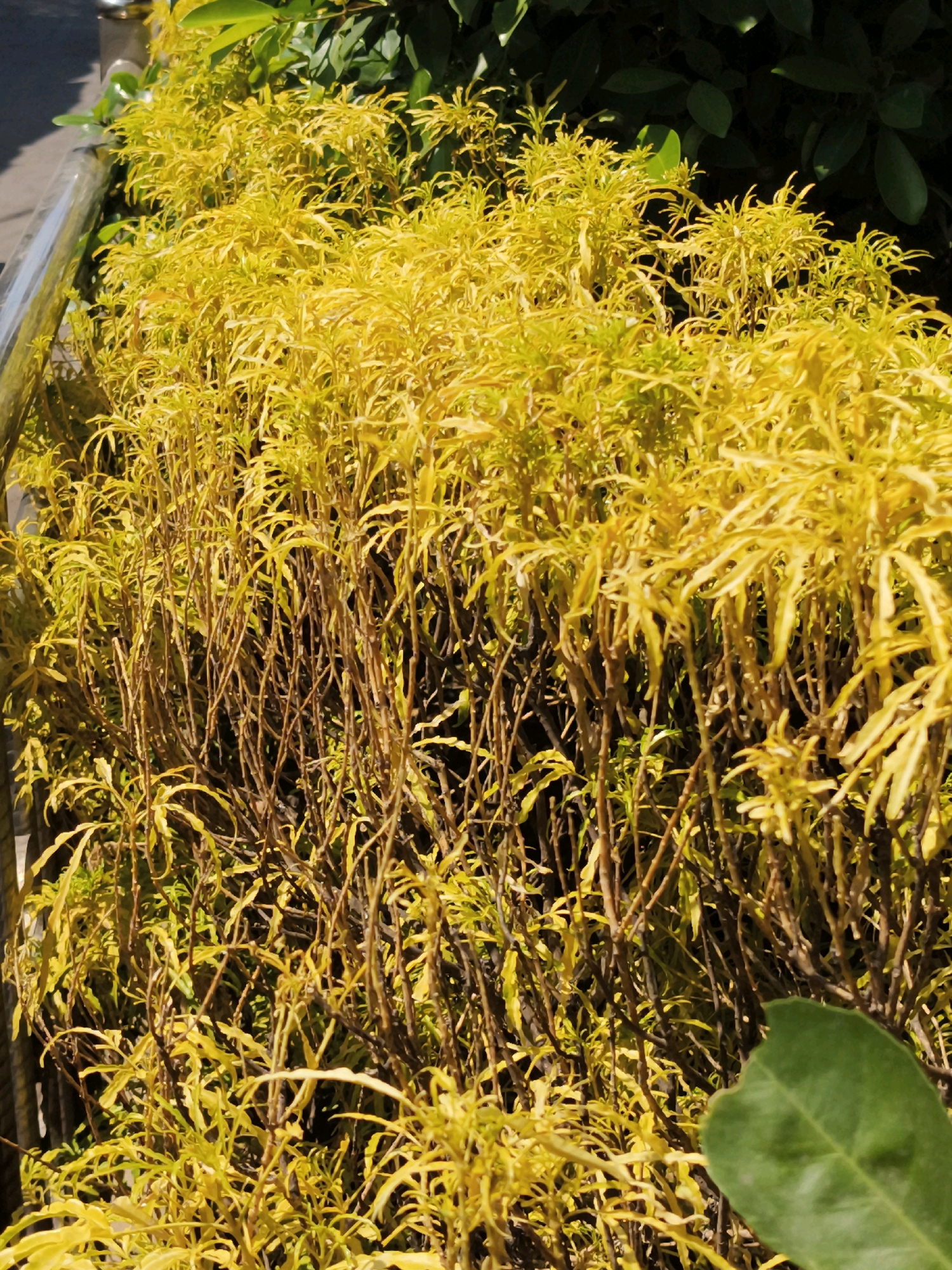 A close-up, eye-level, medium shot captures a dense bush of bright yellow, finely serrated leaves with brown, woody stems. The bush is situated outdoors in Majalaya, Indonesia, with a blurred background of darker green foliage. To the left, a portion of a shiny, metallic railing is visible, and a large, single green leaf with a bite mark is in the lower right foreground. The scene is bathed in natural sunlight, creating distinct shadows and highlights on the foliage. No people or animals are present.