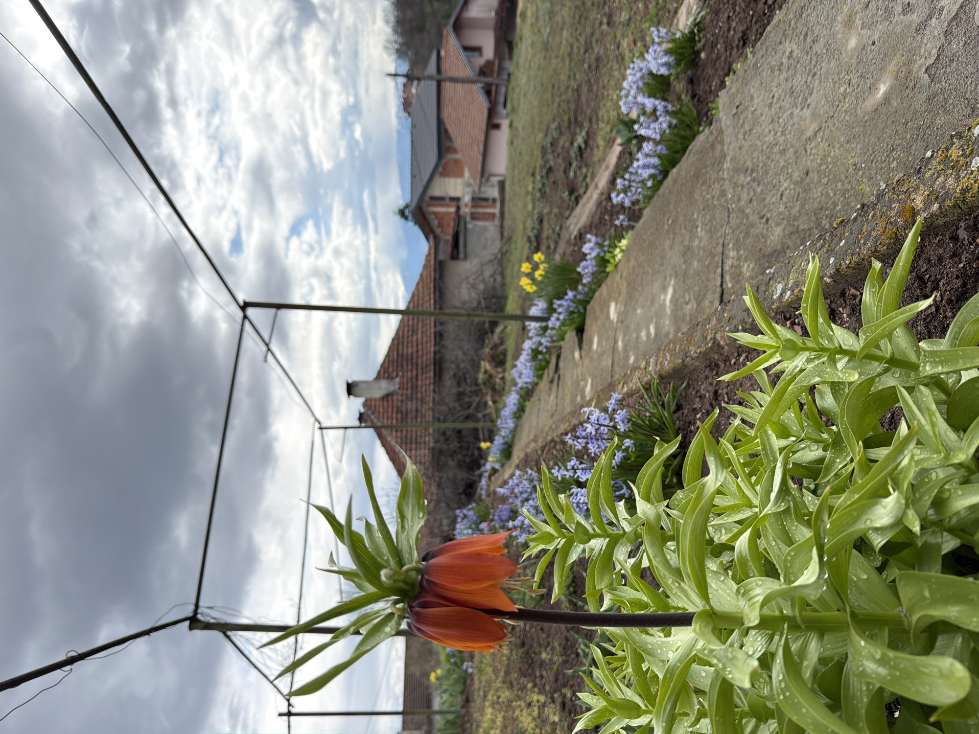 A photograph taken in Sofia, Bulgaria shows a garden in early spring. In the foreground, there is a mature Fritillaria imperialis flower (orange-red color), with its green leaves covered in water droplets. Behind it, there are rows of blue Scilla siberica flowers and a few yellow daffodils along a concrete path. In the background are houses with red tiled roofs. A metal structure, possibly a support for climbing plants, is also visible. The sky is mostly overcast, with some patches of blue.