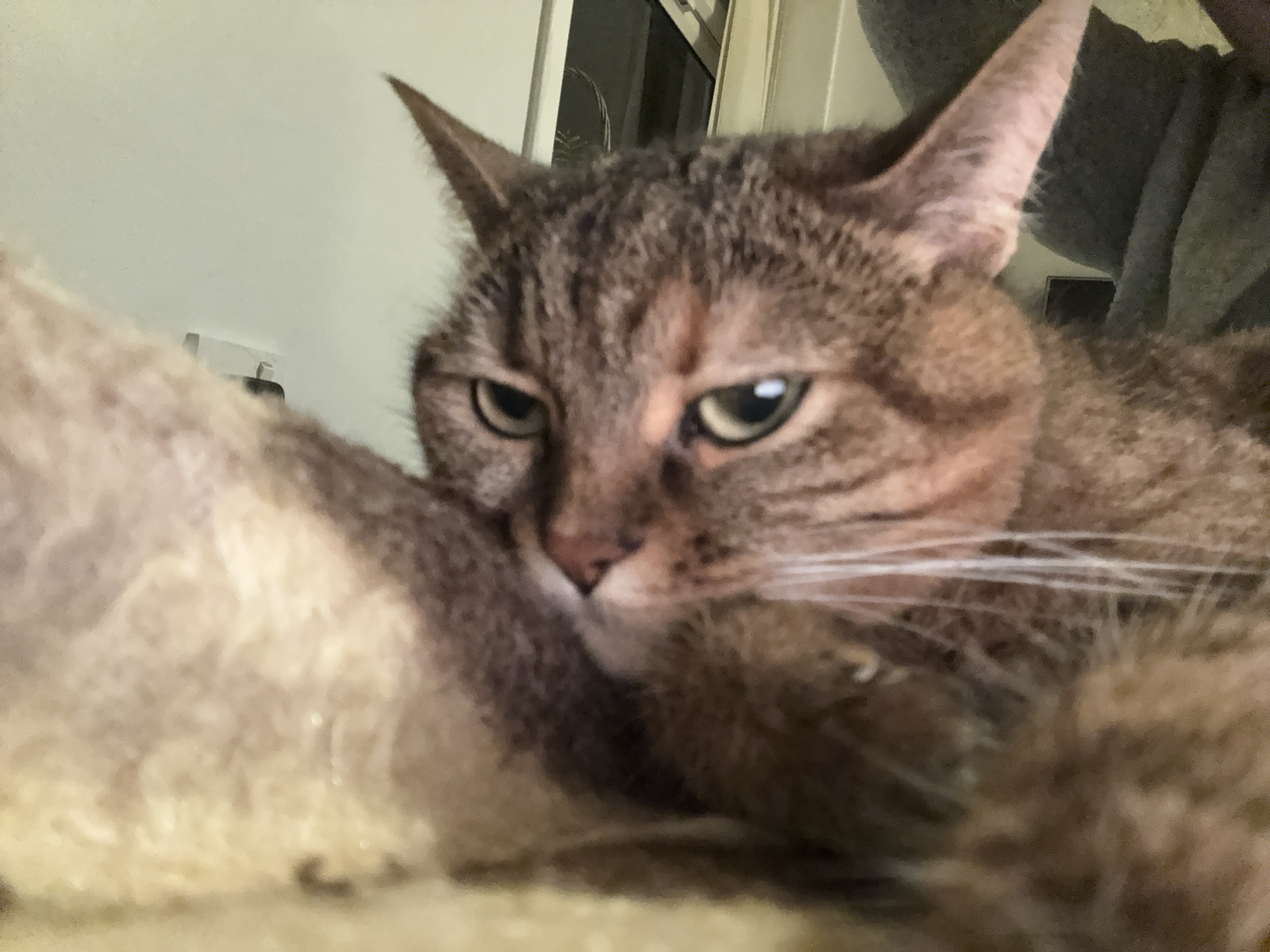 An extremely close-up, low-angle shot features a tabby cat in a resting position on what appears to be a beige-colored, furry surface. The cat's head is positioned in the center-right of the frame, with its face dominating the shot. Its fur is a mix of brown and black stripes. The cat's eyes are open and appear to be a light green or yellow color, with pupils dilated. The cat's left ear is prominent and sharply pointed upwards, while the right ear is partially obscured by the cat's head and body. The cat's whiskers are white and fanned out. The background is out of focus and appears to be a light-colored wall and a glimpse of what might be a door or furniture. The overall lighting is dim.