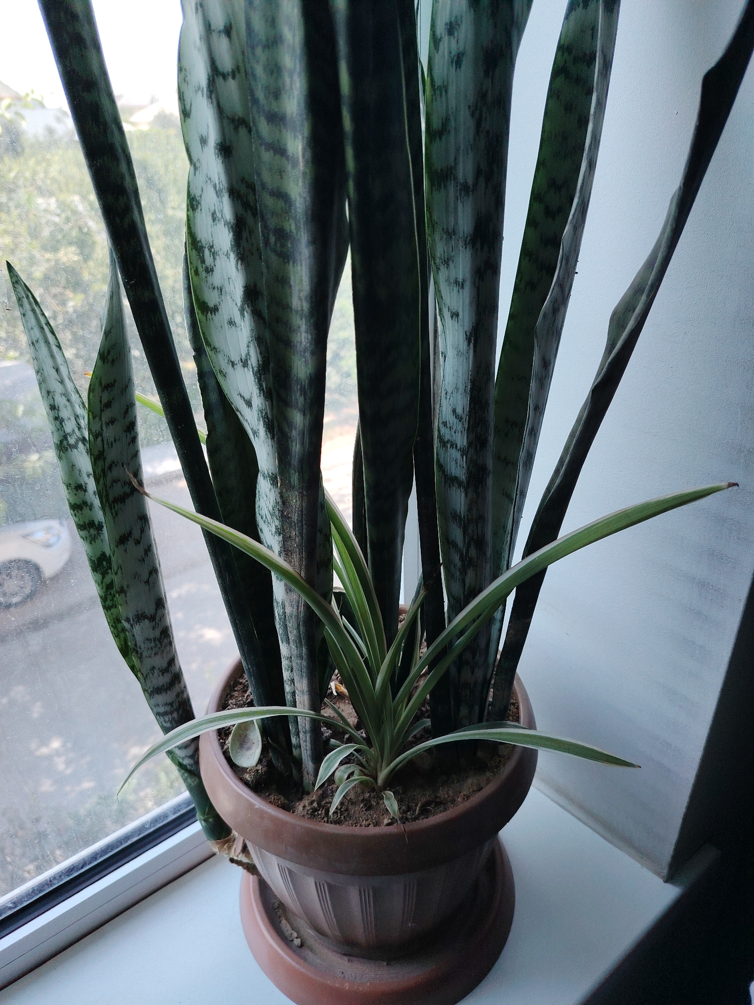 A close-up shot shows a snake plant in a brown plastic pot on a windowsill in Sariasiya, Uzbekistan. The plant has tall, dark green, variegated leaves that are upright and pointed. There is a smaller, lighter green plant with thin leaves growing in the center of the pot. The windowsill is white, and the background shows a window with a view of trees and a white car parked outside. The wall to the right of the plant is white and textured.