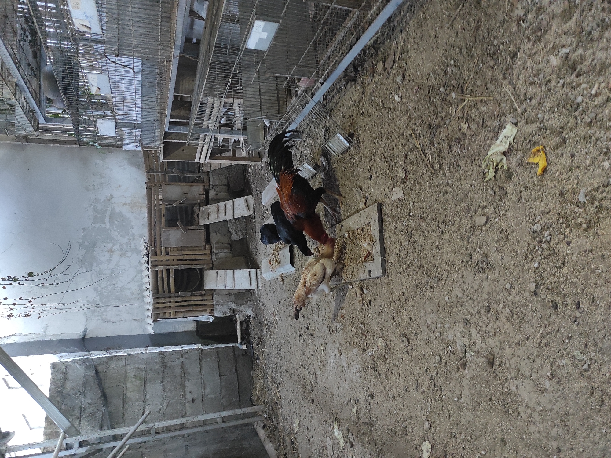 The image depicts a dimly lit, outdoor enclosure with a dirt floor, likely a farm or coop. In the center of the frame, three chickens are actively foraging from a rectangular feeding trough. A light brown chicken is positioned to the left, facing right and pecking at the feed. To its right and slightly behind, a black chicken is also feeding. Further to the right, a rooster with predominantly dark plumage and a reddish-brown neck and tail feathers stands over the trough, also eating. In the background, a rough-hewn wooden structure with ramps and what appears to be a roof made of corrugated material is visible. To the right of this structure, multiple tiers of wire cages, possibly for housing other animals, are stacked. The environment appears somewhat unkempt, with debris scattered on the ground, including what looks like dried plant matter and a piece of yellow fruit peel. The walls surrounding the enclosure are constructed from rough concrete blocks and plaster. The overall impression is one of a functional, utilitarian animal holding area.