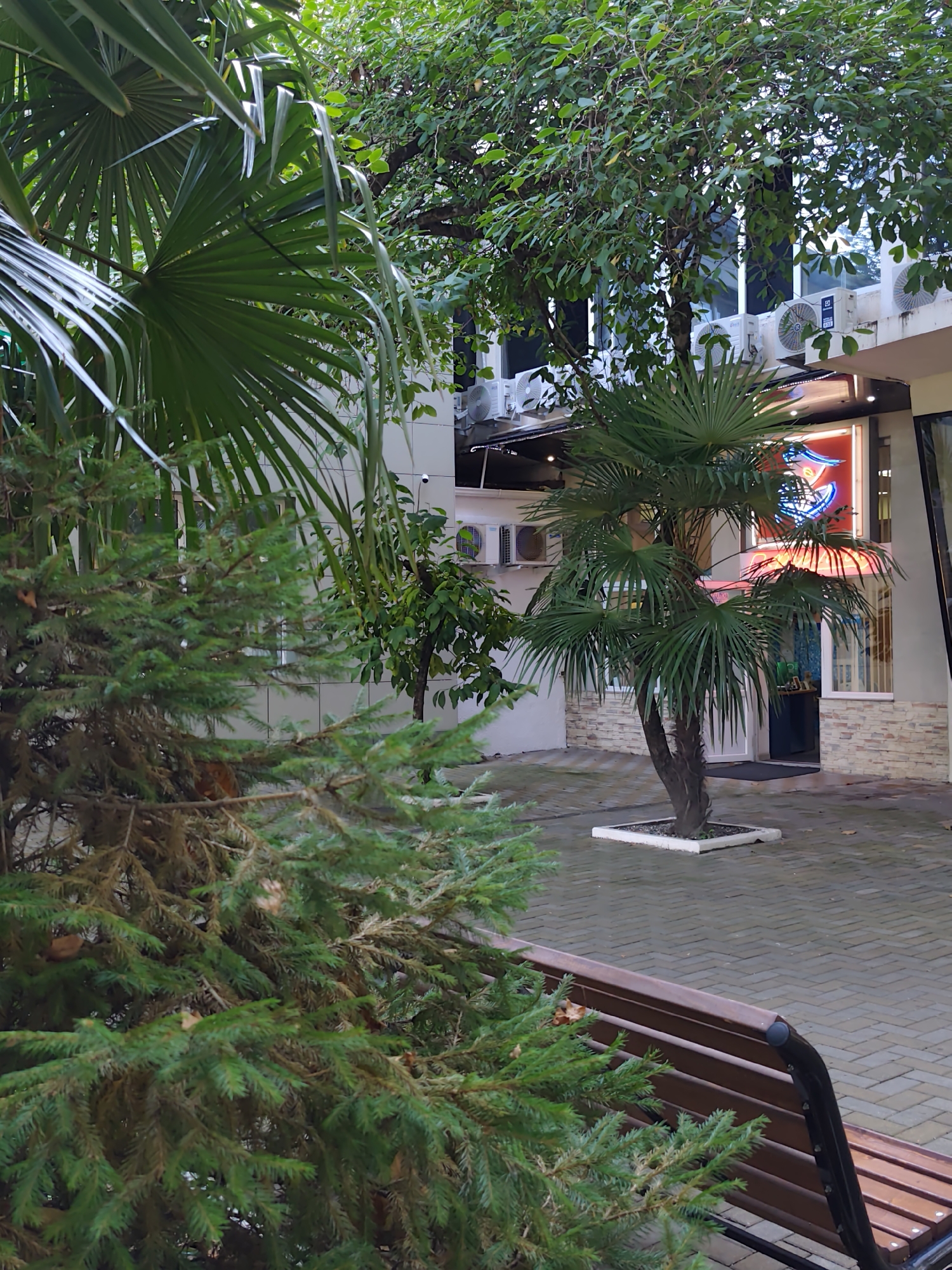 The image depicts an outdoor courtyard in Sochi, Russia, likely part of a commercial establishment given the presence of air conditioning units on the building facade and a neon sign in the window. In the foreground, a portion of a wooden park bench is visible on the right, partially obscured by the branches of a coniferous tree on the left. The courtyard is paved with interlocking bricks. A small palm tree is planted in a raised square planter in the middle of the paved area, in front of the building entrance. The building itself has a light-colored stone and tiled facade, with multiple windows and several visible air conditioning units mounted on the wall above the entrance. Large palm fronds overhang from the left side of the frame, suggesting a subtropical climate. The scene appears to be an exterior view of a business, possibly a cafe or shop, located in a residential or tourist area of Sochi.