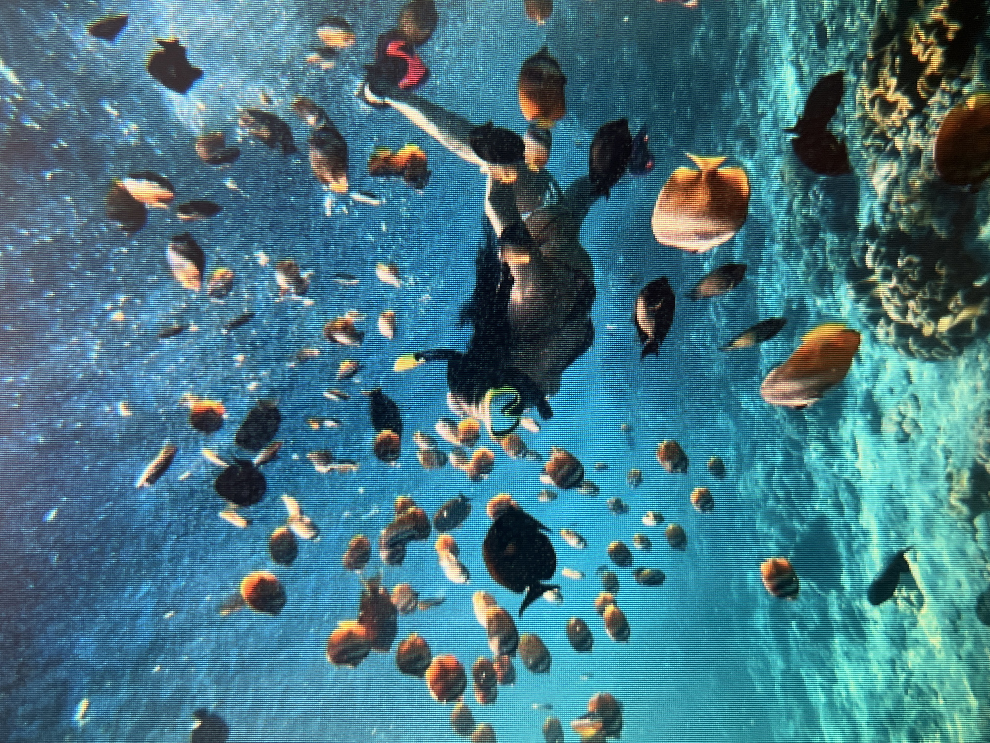 The image depicts an underwater scene in the coral reefs of Sejahtera, Indonesia. A person is snorkeling, surrounded by a large school of tropical fish. The person, wearing a mask and fins, is actively swimming through the water, with their body positioned horizontally. The fish, of various sizes and colors, primarily in shades of orange, black, and silver, are swimming in close proximity to the snorkeler and throughout the frame. The environment is characterized by clear blue water, sunlight filtering from above, and a coral reef visible at the bottom of the image. Bubbles are scattered throughout the water, indicating the presence of life and activity. The overall impression is one of vibrant marine life and recreational activity in a tropical setting.