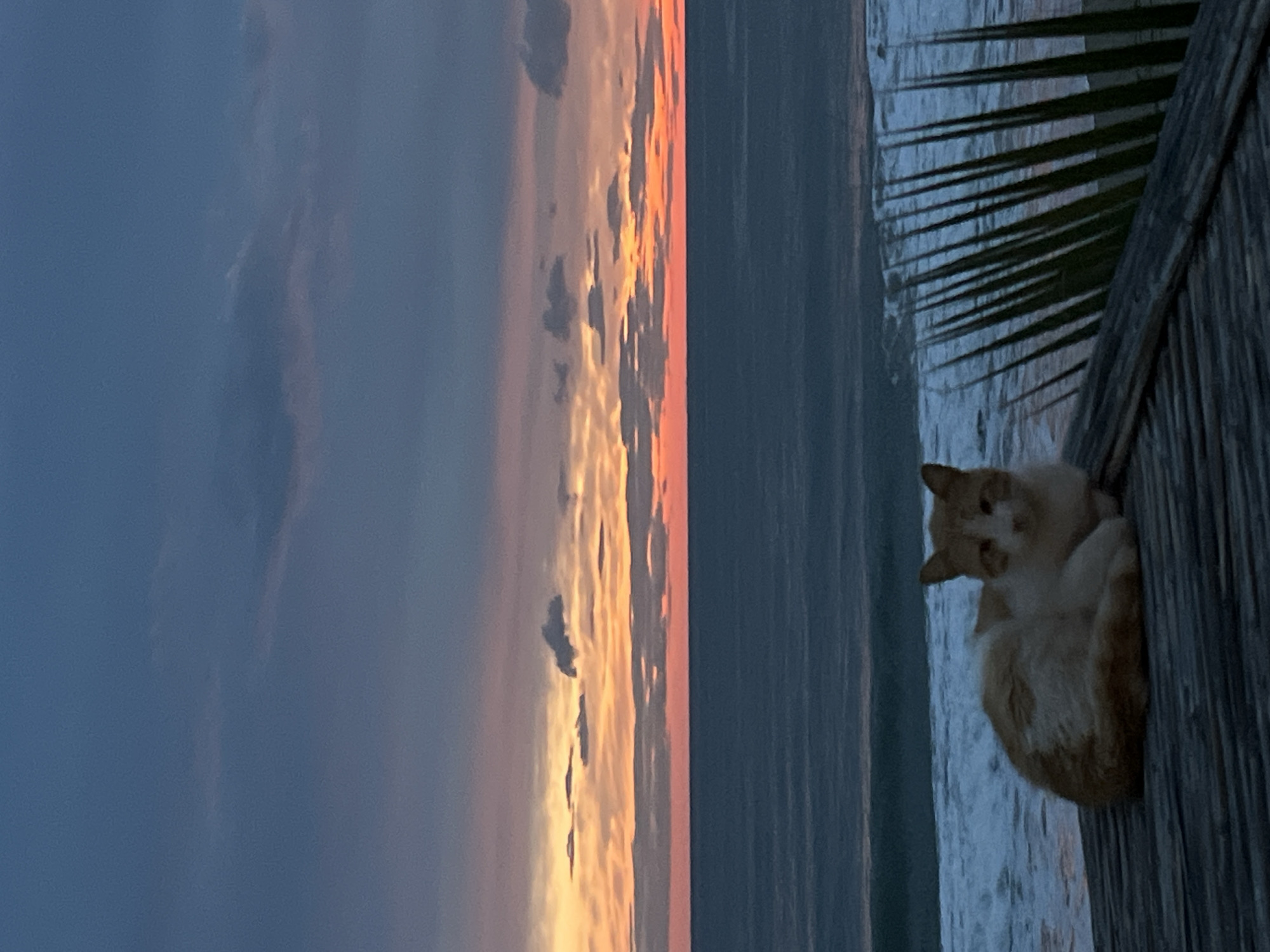A sideways outdoor photograph shows a ginger and white cat resting on a weathered wooden structure with palm fronds, set against the backdrop of a sunset over the sea. The sky transitions from dark blue to orange, with some clouds. The sea is a dark shade and stretches to the horizon. The location is Alanya, Turkey, based on the combination of coastal scenery, vegetation, and architectural elements typical of the area.