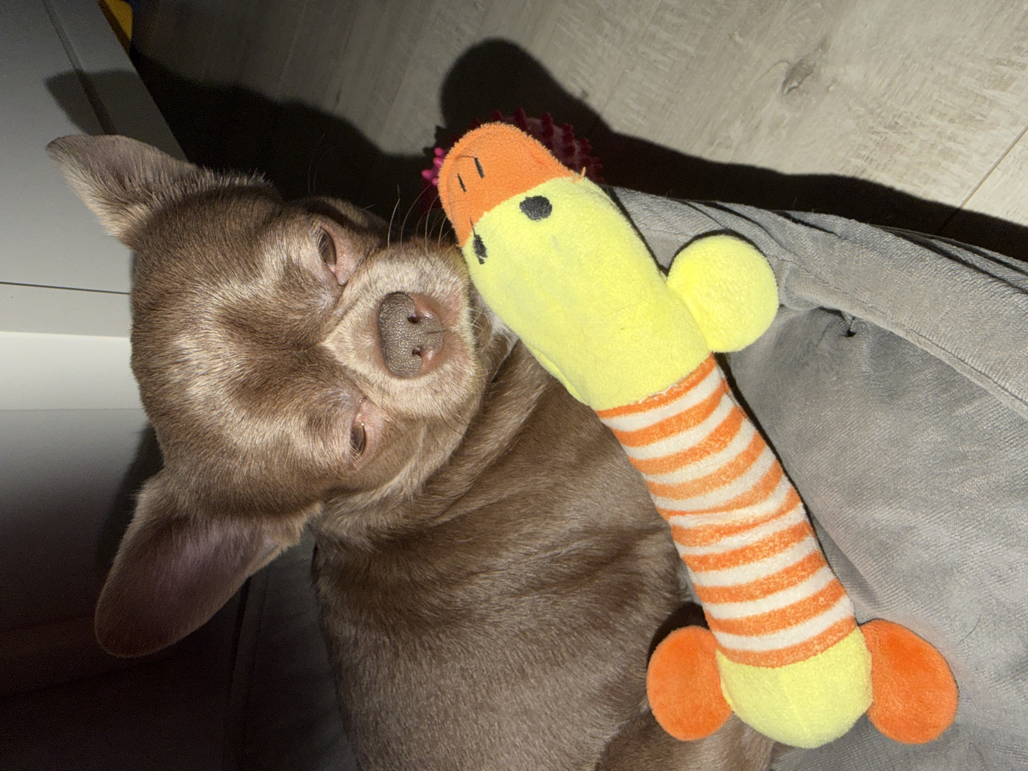 A brown chihuahua lies in a gray dog bed next to a yellow and orange stuffed duck toy. The dog is facing the left side of the frame, with its head resting on the duck. The dog bed is on the floor, which appears to be laminate flooring. The lighting suggests an indoor setting. There is nothing in the image to suggest this is in Votkinsk, Russia.