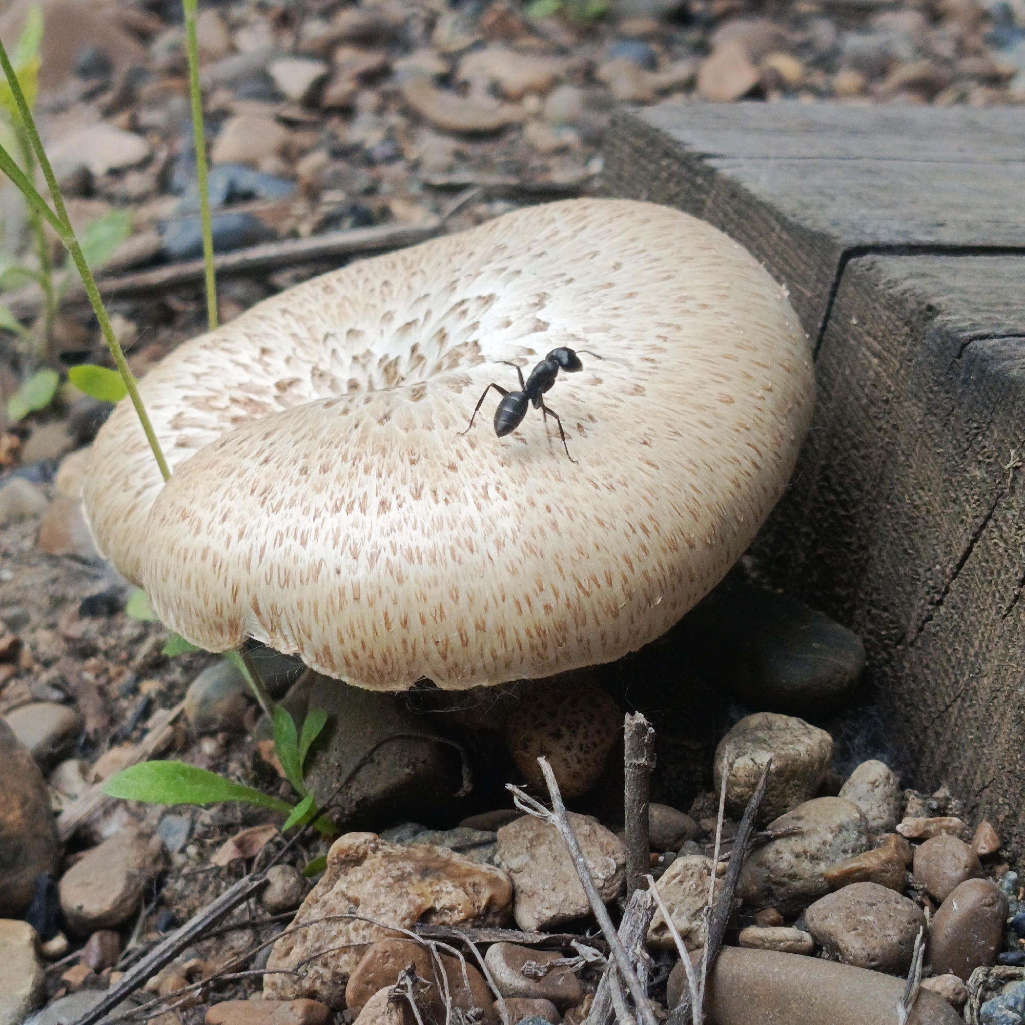 An ant is walking on a light brown mushroom. The mushroom is on the ground, surrounded by rocks and dirt. To the right of the mushroom is a weathered wooden post. The scene appears to be outdoors in a natural setting. There is no discernible indication of the city of Chaikovsky, Russia.