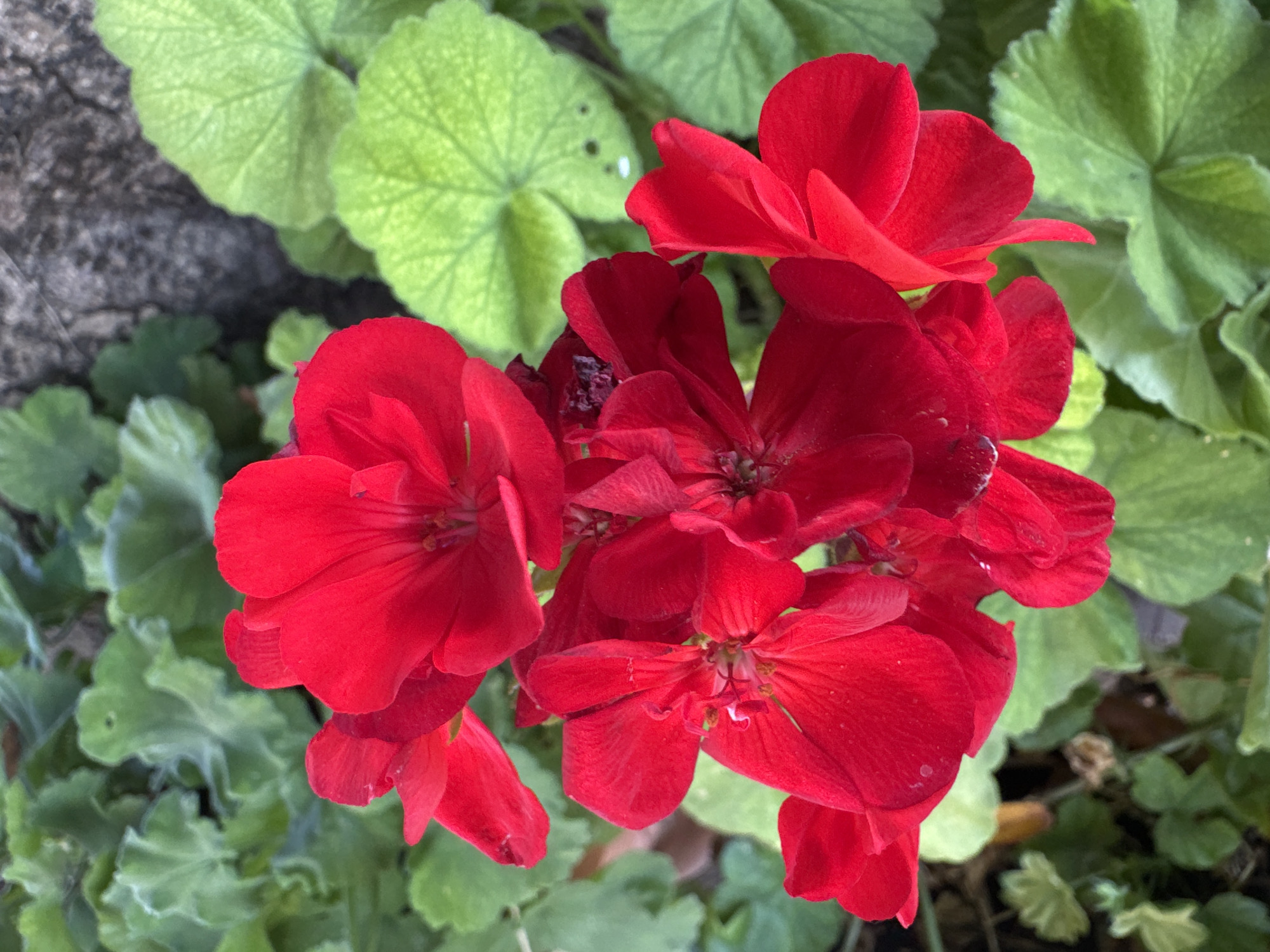 A close-up, high-angle shot captures a cluster of vibrant red geranium flowers in full bloom. The flowers are the primary subject, with their petals unfurled and displaying a rich, saturated red hue. Some petals show subtle water droplets, suggesting recent rain or dew. The background is a soft blur of lush, green foliage, with the characteristic lobed leaves of the geranium plant clearly visible. To the upper left, a textured, greyish-brown surface, possibly a rock or stone, provides a contrasting element to the organic softness of the flowers and leaves. The lighting suggests it is daytime, likely outdoors, with the sunlight illuminating the flowers and highlighting their delicate textures. There are no people or text visible in the image. The scene evokes a sense of natural beauty and the vibrancy of a garden in bloom.