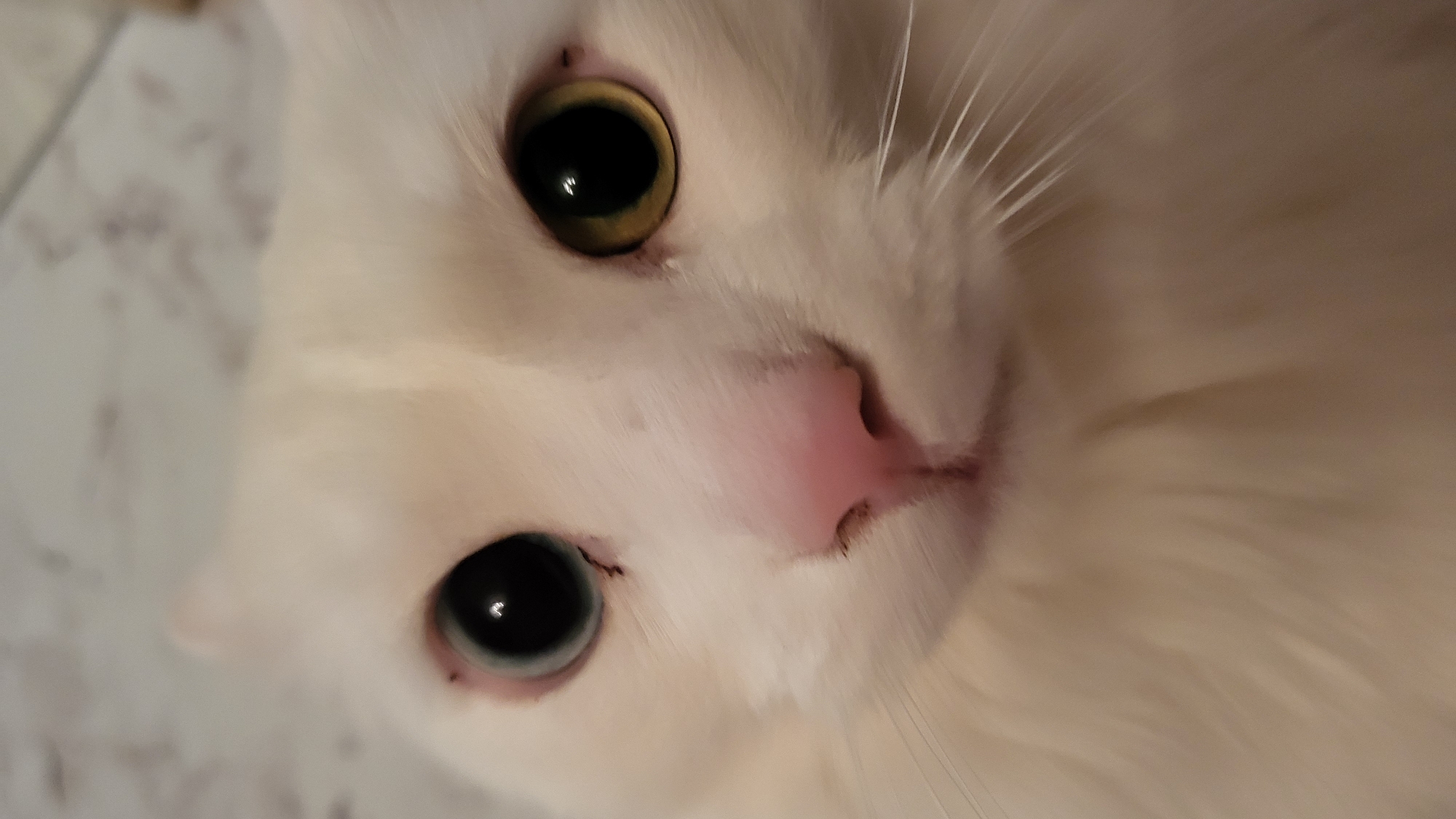 This close-up, high-angle photograph, taken in Chaikovsky, Russia, captures the face of a white domestic cat. The subject is a white-furred cat with striking heterochromia. The cat's right eye, visible in the upper left of the frame, is a vibrant golden-amber color, while its left eye, visible in the lower right of the frame, is a distinct blue-grey. Both eyes feature large, dilated black pupils, indicating either low light conditions or intense focus on the camera. Small white reflections are visible within the pupils.
The cat's fur is pristine white, appearing soft and fluffy, with delicate, long whiskers extending outwards from its muzzle. Its nose is a soft pink, speckled with small, dark marks. The cat gazes directly into the camera with an attentive and curious expression. The background is softly blurred and appears to be a light-colored, possibly mottled or subtly patterned surface, suggesting an indoor setting. There is no visible text in the image.