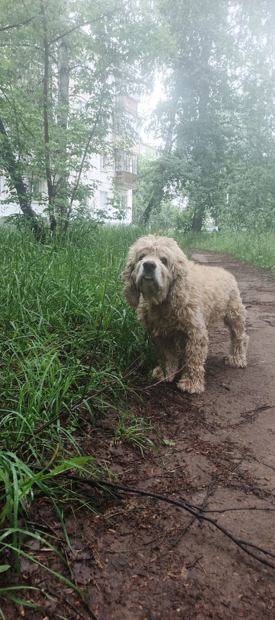 This full-shot image captures a light brown, curly-haired dog, possibly a Cocker Spaniel, standing on a muddy dirt path. The dog is the central subject, positioned slightly to the right, looking directly at the camera with a gentle expression and its tongue peeking out. Its fur appears damp, hinting at the moist environment.
To the left of the dog, a dense patch of tall, vibrant green grass fills the foreground and midground, also appearing wet from recent rain or dew. The path itself is dark brown and muddy, strewn with small twigs and debris.
In the background, lush green trees with full foliage rise, partially obscuring a multi-story residential building with light-colored walls and visible balconies. The soft, diffused lighting suggests an overcast day, reinforcing the damp appearance of the ground and foliage. The scene depicts a quiet, outdoor moment in what appears to be a residential green space or park, consistent with an urban or suburban setting in Chaikovsky, Russia. There is no visible text in the image.