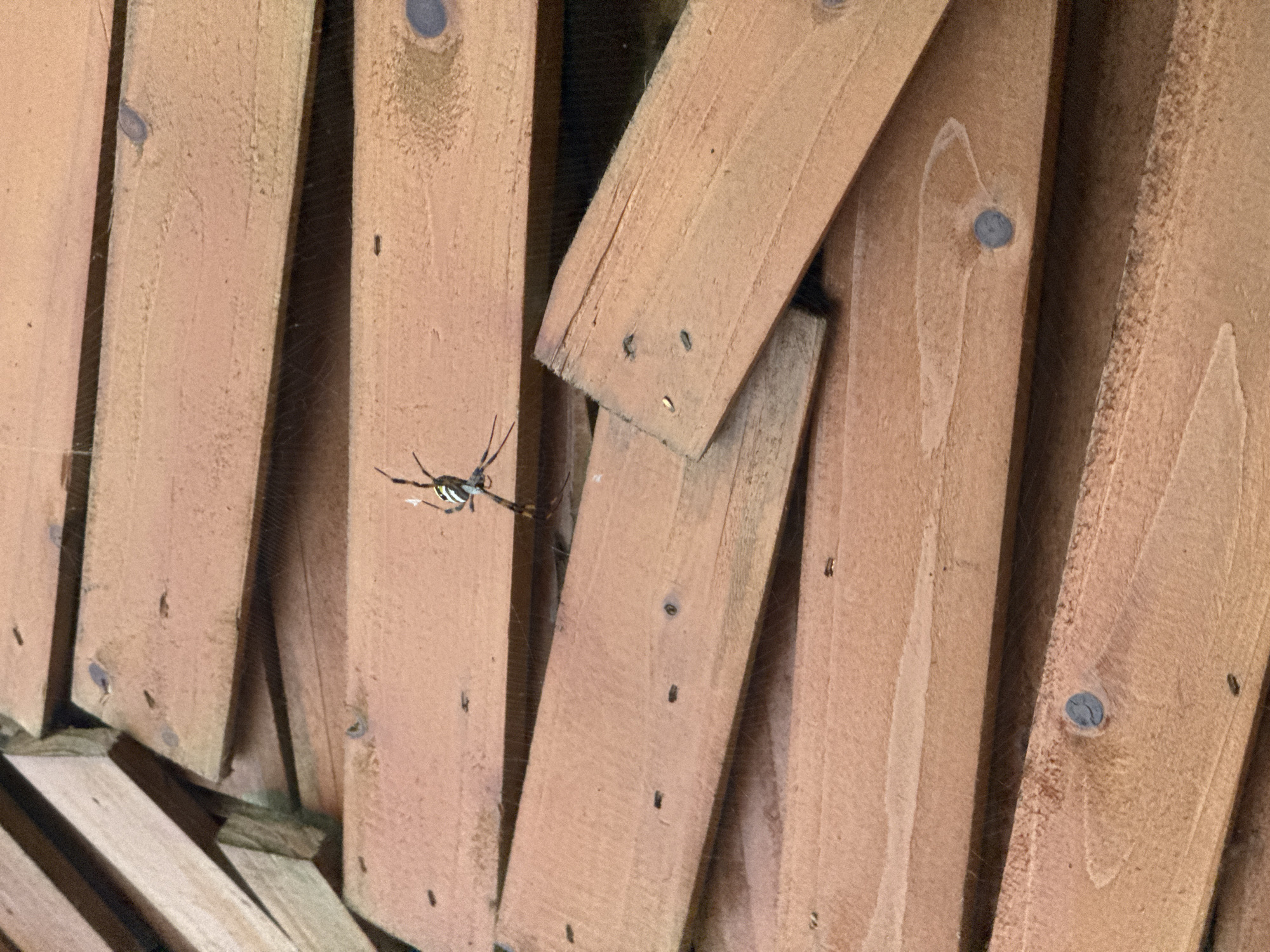 A close-up shot depicts a cluster of light-brown wooden planks, seemingly arranged in a haphazard or stacked fashion. A prominent feature is a spider, situated slightly left of center, suspended amidst a web that is barely visible between the wooden slats. The planks appear to be weathered, showing visible wood grain and several dark spots. Fasteners (possibly nails or screws) are visible, securing some of the planks together. The planks' arrangement is somewhat disorganized, suggesting they might be scrap wood or part of a disassembled structure. The location, Bắc Hà, Vietnam, is not visually verifiable from the image alone.