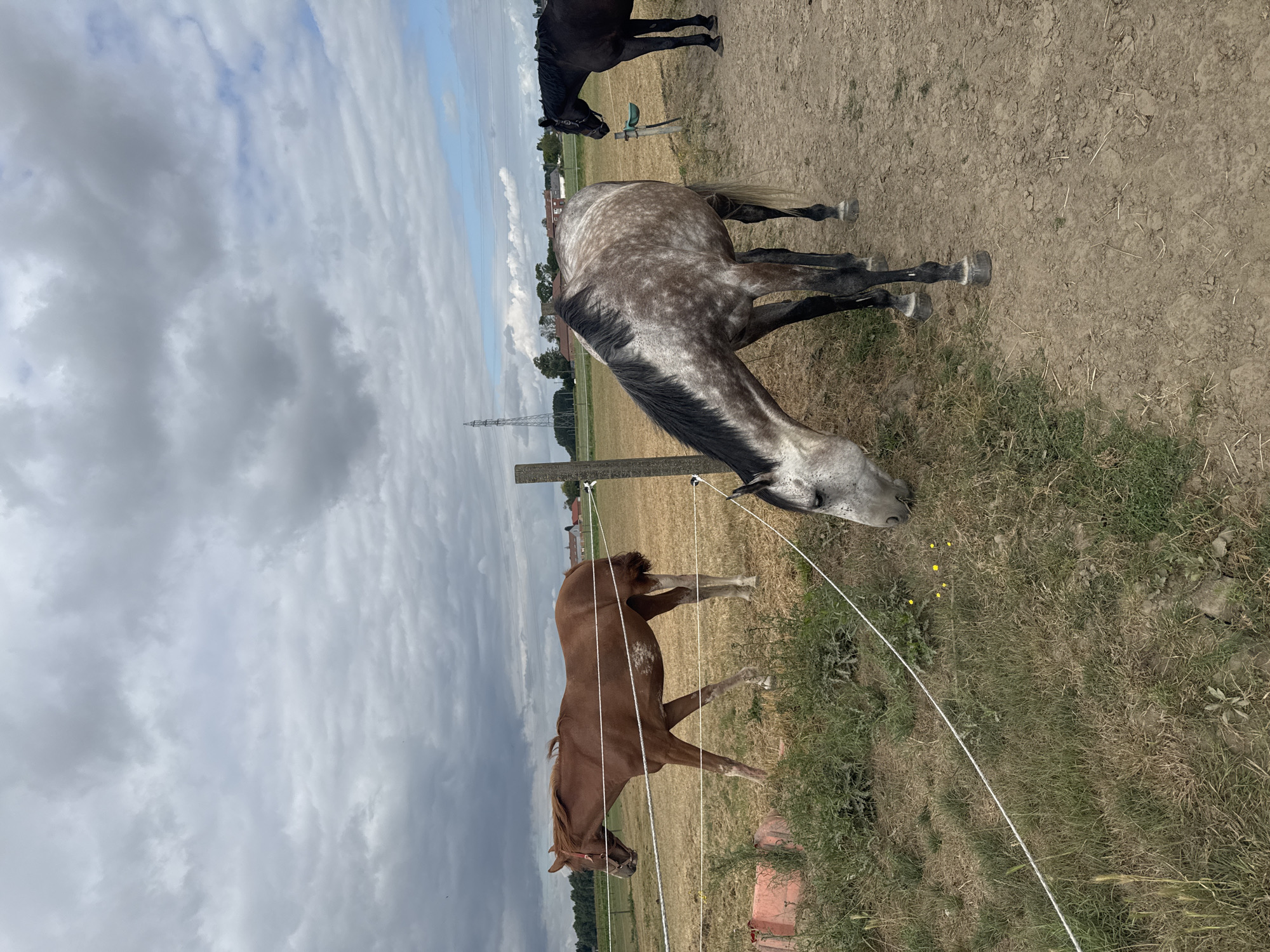 A group of three horses stand in a fenced pasture under a cloudy sky. The horse on the left is a chestnut color with white markings on its legs and chest. It is facing left and appears to be walking. In the center, a dappled grey and black horse is grazing, its head down towards the grass. To the right, a black horse stands looking towards the grey horse. The pasture is dry and brown, with some green grass growing around the edges and in patches. A thin white electric fence runs across the foreground. In the background, there are trees, buildings, and a tall transmission tower. The image appears to have been taken in the municipality of Estaimpuis, Belgium.