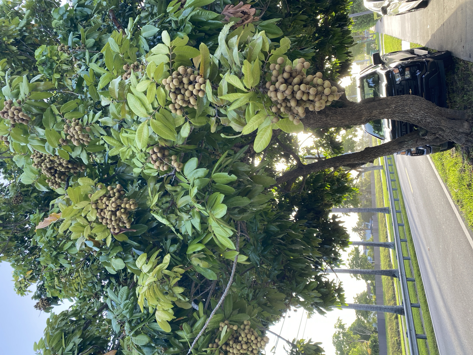 In Miami, Florida, United States, a close-up shot captures a tree laden with ripening longan fruits. The fruit, characterized by its round shape and light brown, leathery skin, hangs in clusters amidst lush green foliage. The tree's trunk, rough and gnarled, anchors it to a grassy patch beside a paved sidewalk. A black Chevrolet pickup truck is parked adjacent to the tree, partially obscured by its branches and trunk. Beyond the sidewalk, a two-lane road stretches into the distance, bordered by a metal guardrail and a strip of grass. Several tall palm trees are visible in the background, lining the road and hinting at the tropical environment of Miami. The sunlight, filtering through the leaves, creates a warm, inviting atmosphere.