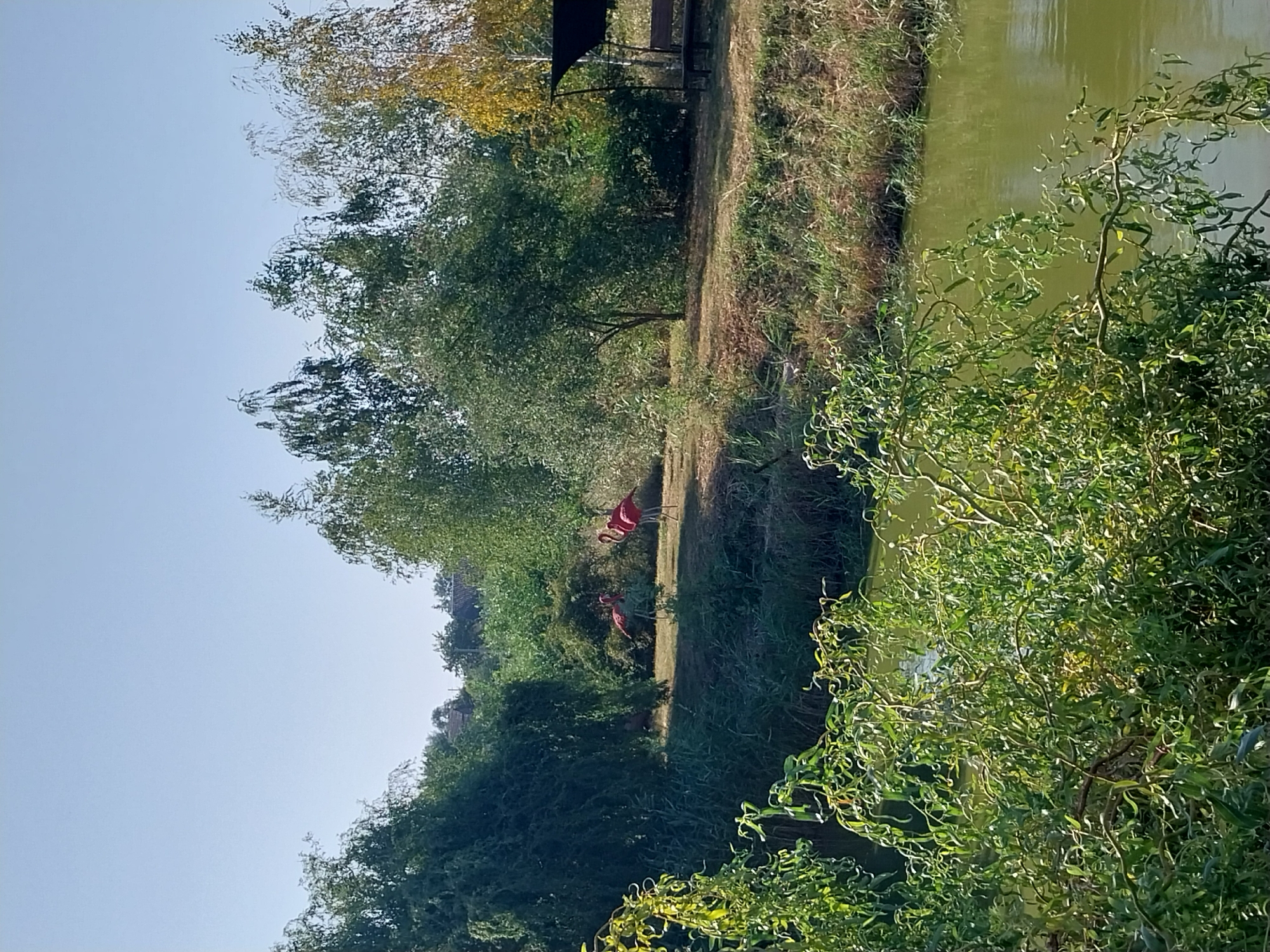 The image depicts an outdoor scene with a body of greenish water in the foreground, partially obscured by the branches of a weeping willow tree. In the middle ground, there is a grassy bank lined with reeds and various trees, some of which are deciduous and appear to be in late summer or early autumn foliage, with one tree showing yellowing leaves. Two bright pink flamingo statues are positioned on the grassy area. Further back, there are more trees, some houses visible through the foliage, and a covered seating area with a bench. The sky is clear and blue. The image appears to be taken on a sunny day. The location is identified as Petrykivka, Ukraine.