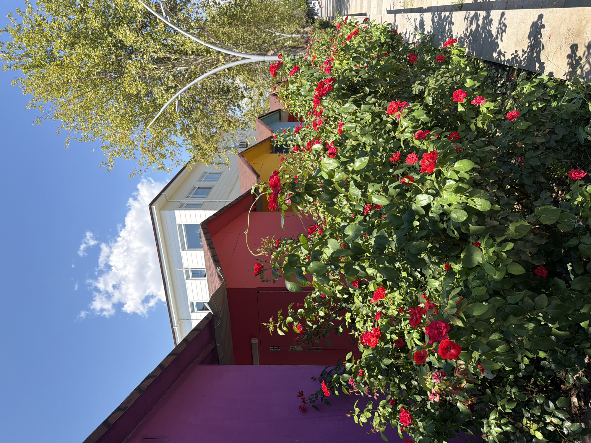 The image depicts a row of brightly colored, small, shed-like structures, each with a red-tiled roof. The first structure is painted a vibrant magenta, followed by a bright red one. Further down the line, hints of yellow and blue structures are visible, suggesting a sequence of similarly designed buildings. In front of these structures, a dense line of lush green rose bushes is in full bloom with numerous bright red roses. The path adjacent to the rose bushes is paved with light-colored stone slabs, casting dappled shadows from an unseen tree. Behind the row of sheds, a modern white building with multiple windows stands. A large, leafy green tree dominates the upper right portion of the frame, with its branches reaching towards the clear blue sky dotted with a few white clouds. The scene appears to be an outdoor public space, potentially a promenade or a row of shops, in Kemer, Turkey. There are no visible people in the immediate foreground or midground, though distant figures may be present on the paved walkway.