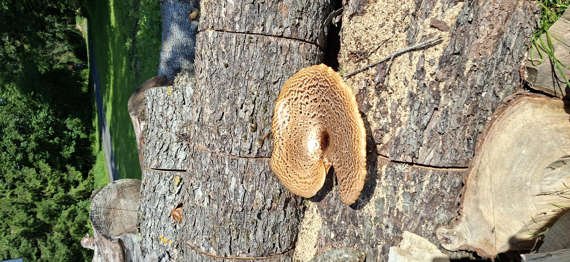 A circular, light brown mushroom with dark brown speckles is growing on a large, rough-barked log. The mushroom is off-center to the right and is partially obscured by sawdust. The log is cut into sections, revealing its rough texture. The background shows a grassy area with trees and a path. The scene appears to be in a park or forest area in Valma, Estonia.