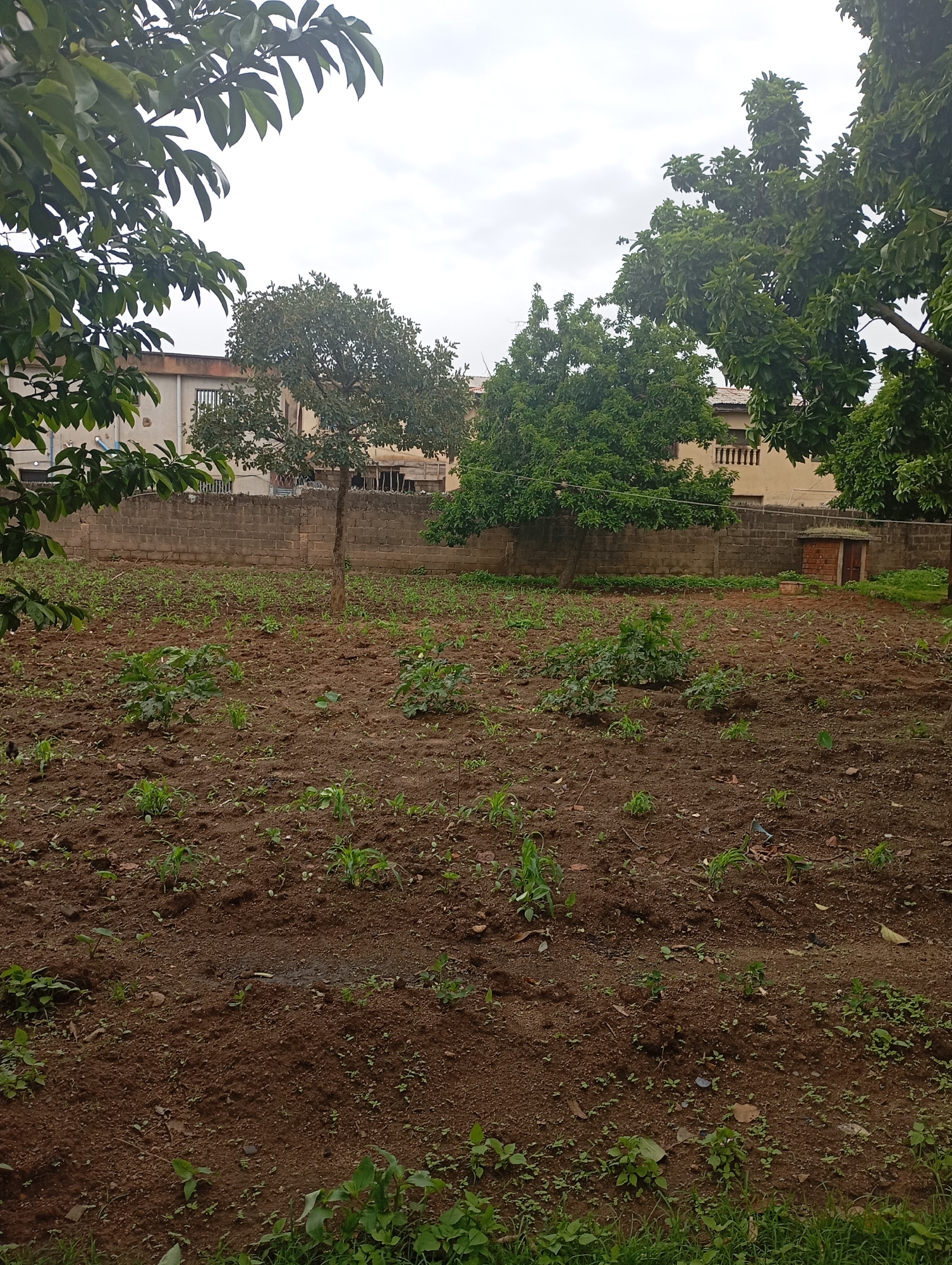 The image depicts an open, cultivated field with rows of young plants, possibly corn, growing in dark soil. The field is enclosed by a rough, grey brick wall. Beyond the wall, several buildings are visible, including a light-colored, multi-story structure with balconies and a smaller, reddish-brown brick outbuilding with a wooden door. Lush green trees with dense foliage frame the scene from the left and right, and also stand within the field. The sky is overcast with a pale grey hue. The location is identified as New Stadium, Nigeria.