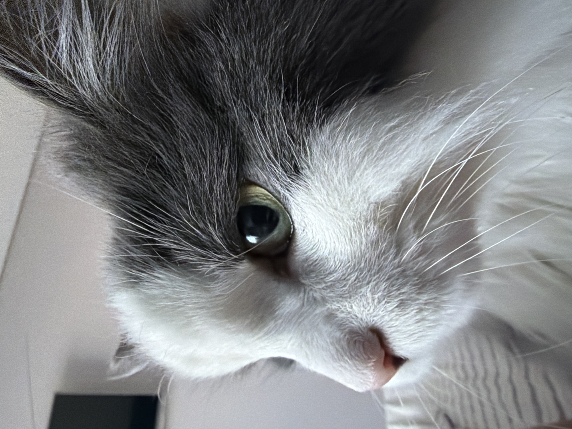 A close-up, slightly out-of-focus, portrait of a grey and white cat's face. The cat has one visible eye which is greenish-yellow in color with a black pupil. A pink nose is also visible. The cat has long white whiskers. The location is unknown and there is no evidence to suggest it is Chaikovsky, Russia.