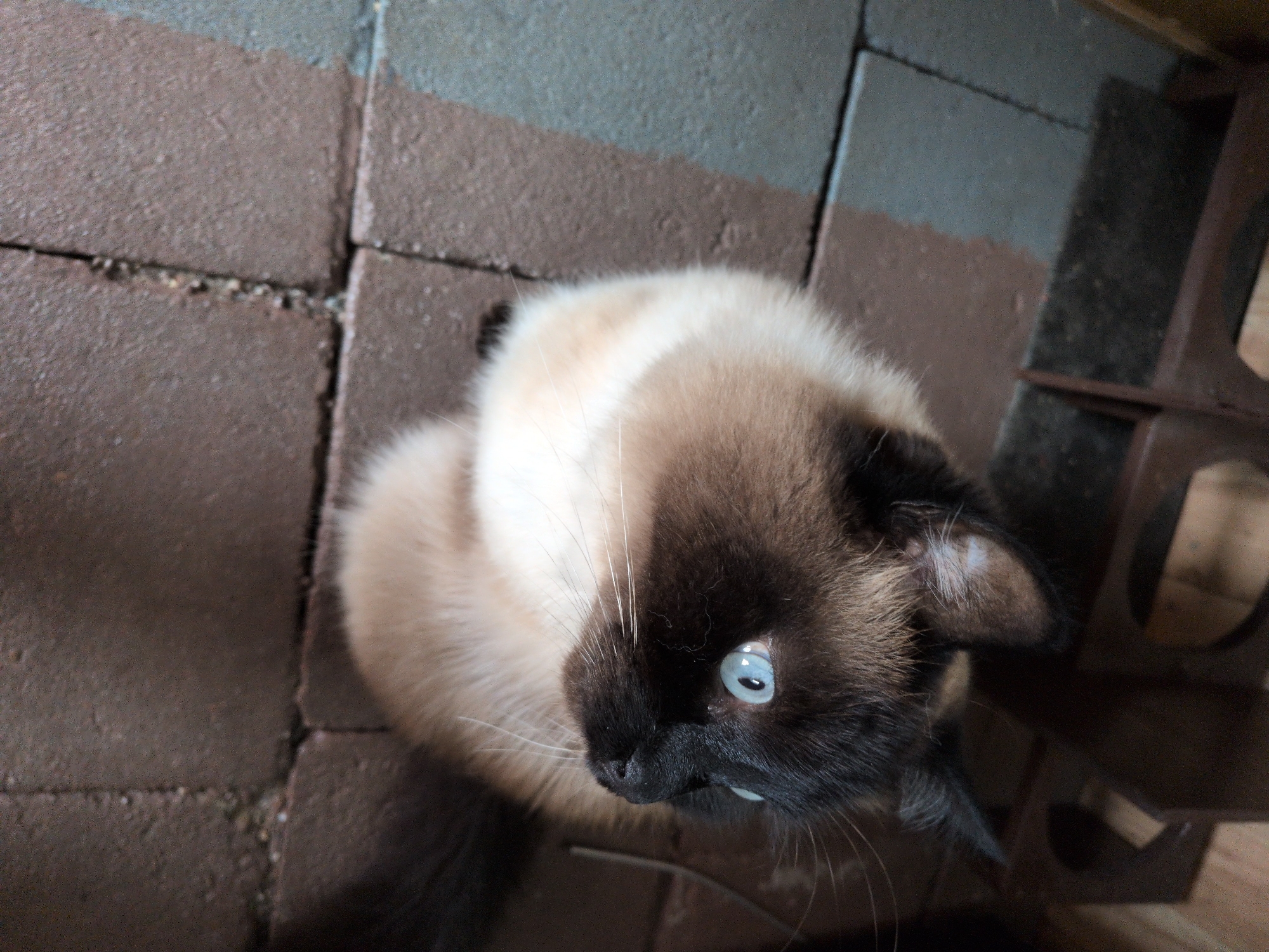 A Siamese cat with striking blue eyes is sitting on a paved surface, likely outdoors, possibly in an alleyway or patio area. The cat is looking to its right, with its body facing mostly towards the viewer. The background shows dark, weathered metal structures, suggesting an urban or industrial setting. The paving stones are a mix of grey and reddish-brown hues. The overall lighting is somewhat dim, with shadows indicating it is likely daytime. The exact location within Sömmerda, Germany cannot be determined from the image alone.