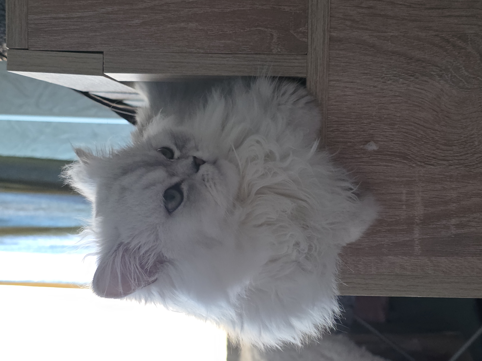 A fluffy, light-colored Persian cat with green eyes sits on a wooden shelf. The cat is looking to the right, with its head slightly tilted. Its fur is long and voluminous, and its ears are pointed. The background consists of blurred curtains in shades of blue and yellow. The shelf appears to be part of a piece of furniture. The lighting suggests natural light coming from a window, casting a soft glow on the cat's fur. There are no people visible in the image, and no specific urban details are identifiable. The scene is a domestic indoor setting.
