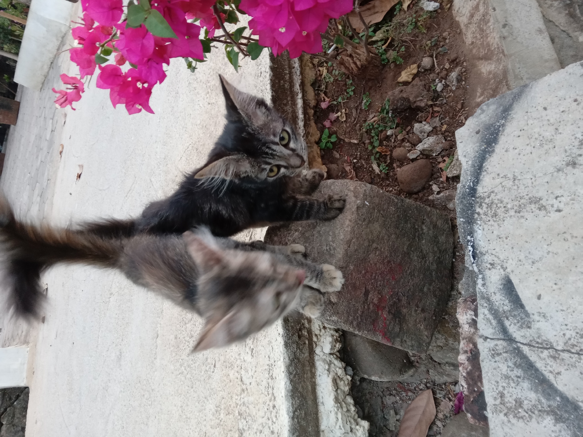 Two young cats, one predominantly grey tabby and the other dark grey tabby, are positioned on and near a large rock in an outdoor setting. The grey tabby kitten is on the rock, facing downwards and slightly to the left, with its front paws resting on the rock. Its tongue is visible. The dark grey tabby kitten is beside the rock, facing the camera with its head turned slightly to the left. Its eyes are open and yellow. Pink bougainvillea flowers are visible to the right of the kittens, with green leaves. The ground consists of concrete and soil with scattered rocks and dry leaves. The scene appears to be in an outdoor area, possibly a yard or pathway, with a concrete barrier in the foreground and a white structure in the background. The overall environment suggests a residential or garden area.
