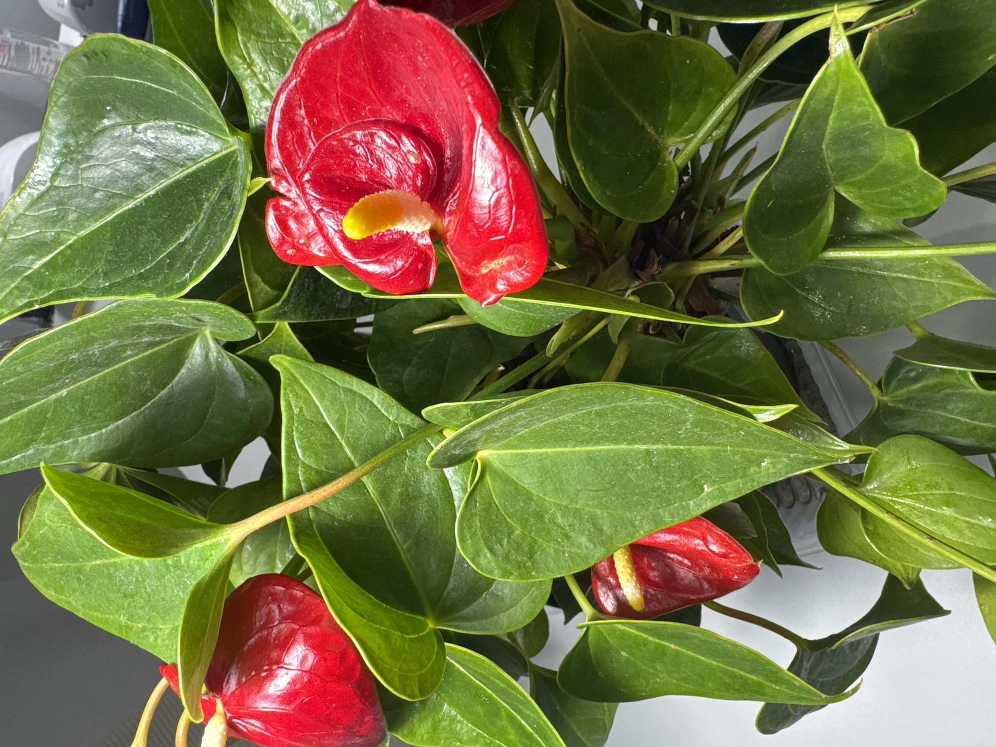 An anthurium plant with vibrant red spathes and yellow spadices is displayed against a white background. The plant has numerous large, glossy green leaves and several red flowers in various stages of bloom. The scene is likely an indoor setting. There is no information to determine the location in Bietigheim-Bissingen, Germany.