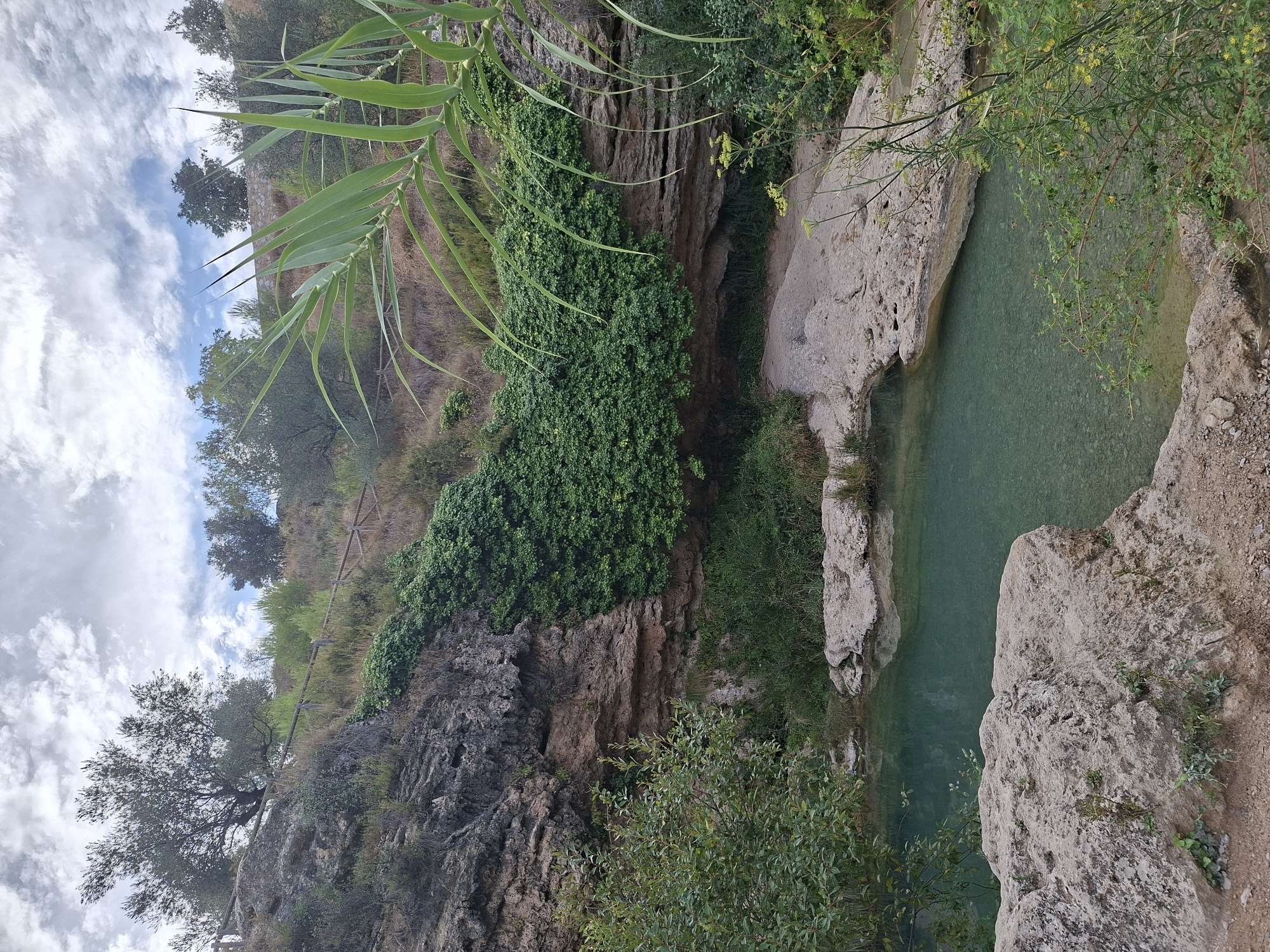 A natural scene unfolds with a clear turquoise pool of water in the foreground, bordered by rocky terrain and lush green vegetation. The pool is shallow enough to reveal the pebbled bottom in some areas. To the left of the pool, a large, rough-textured rock juts out, covered in small plants. Beyond the pool, the terrain rises to a cliff face partially covered in dense green ivy. The cliff shows layers of rock and soil, with a small overhang creating a shaded recess. Further up the hillside, sparse dry grasses and scattered trees are visible, with a rustic wooden fence running along the ridge. The sky above is partly cloudy, with a mix of white clouds and patches of blue. In the upper right portion of the image, tall, slender green leaves extend into the frame, obscuring some of the background. The overall impression is of a serene natural oasis.