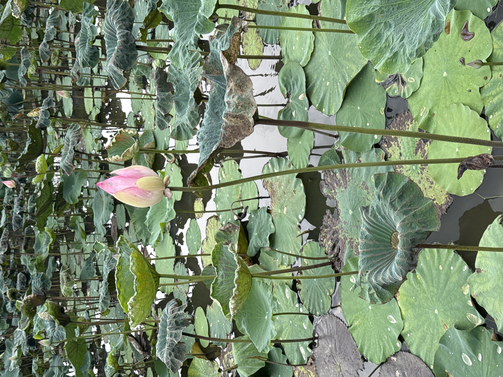 The image captures a close-up view of a lotus pond, densely populated with large, green lotus leaves and several pink and white lotus flowers. The pond water is dark and reflects the surrounding foliage. A prominent pink and white lotus bud, partially opened, is positioned in the center of the frame, with its stem extending downwards into the water. Other lotus buds and wilted leaves are scattered throughout the scene, adding texture and depth. The leaves are varied in condition, some appearing lush and vibrant, while others show signs of age and decay. The overall impression is of a natural, serene environment, likely a cultivated pond within the historic city of Hoa Lư Ward, Vietnam, a region known for its ancient temples and natural beauty.