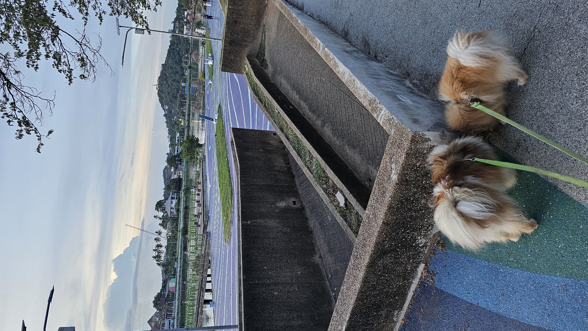 This image depicts an outdoor scene in Baan Chaweng, Thailand, at what appears to be a waterfront park or promenade. In the foreground, two fluffy Pomeranian dogs, one predominantly white and tan with a light green leash, and the other tan and white with a similar leash, are facing each other and sniffing the ground. They are positioned on a paved pathway with distinct blue and green colored stripes.
Behind the dogs, a concrete structure with two long, angled troughs forms a border. These troughs appear to be drainage or decorative elements, with some sparse grass growing in them. The concrete is weathered and textured.
Further back, a paved area with purple and white striped markings stretches towards a body of water, likely a lake or calm sea. On the far side of the water, the landscape includes palm trees, buildings, and a prominent hill topped with a golden structure, possibly a temple or stupa. A construction crane is visible in the distance. The sky is overcast with soft clouds and a muted twilight glow. Several lampposts are positioned along the promenade. A few indistinct figures of people can be seen in the middle ground, suggesting the area is accessible and frequented. The overall atmosphere is tranquil and dusky.