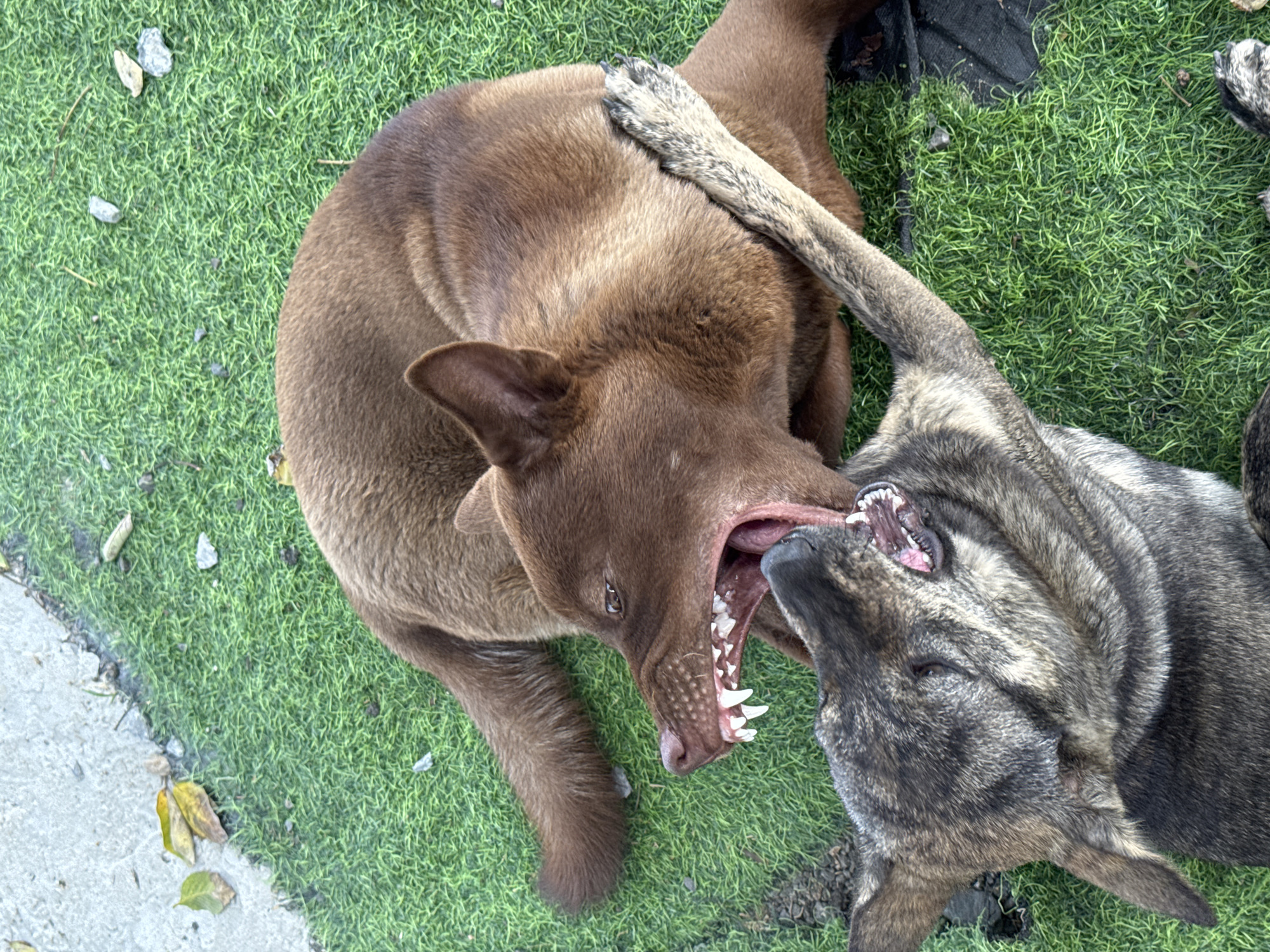 The image shows two dogs engaged in what appears to be aggressive play or fighting on artificial green turf. One dog is solid brown, with its mouth wide open, revealing teeth. The other dog is brindle (a mix of brown and gray stripes). The brindle dog also has its mouth open. The dogs are entangled, and a paw of the brindle dog rests on the back of the brown dog. The background is green turf with some debris. The location is Unknown, Unknown.