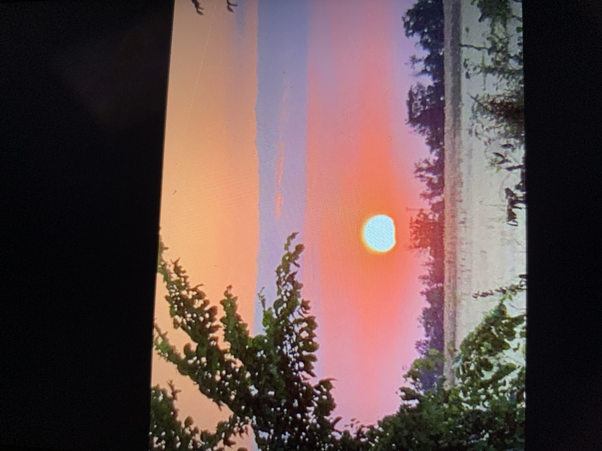 The image depicts a landscape scene at sunset in Lymanka, Ukraine. The sky is a gradient of colors, transitioning from orange at the horizon to pink and then to a light purple band above, with hints of white clouds. The sun, a bright turquoise circle, is positioned low in the sky, partially obscured by the pink haze. In the foreground, to the left, is a portion of a leafy green tree branch. The middle ground shows a field of dry, light-colored grass or crops, with a line of dark trees silhouetted against the horizon. There are various small plants and possibly dead vegetation scattered across the field. The bottom of the image shows a dark, horizontal band, suggesting the edge of a screen or frame. There are no people or animals visible in the scene.