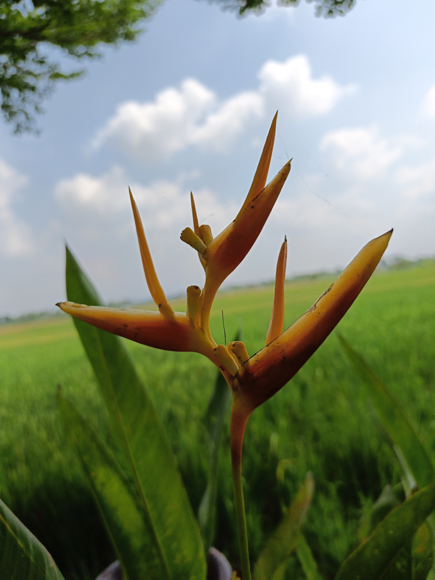 A close-up, low-angle shot captures a vibrant Heliconia flower in bloom against a blurred backdrop of a rice paddy field in Klaten, Indonesia. The flower, predominantly orange with hints of yellow, features pointed, petal-like bracts arranged in a striking, layered fashion. One large leaf of the Heliconia plant, a deep green, is visible in the foreground to the left of the flower. The background consists of a lush green rice paddy, suggesting a rural or agricultural setting, under a bright blue sky dotted with fluffy white clouds. A few fine strands of spider silk are visible, adding a delicate detail to the composition. The overall impression is one of natural beauty and tranquility.