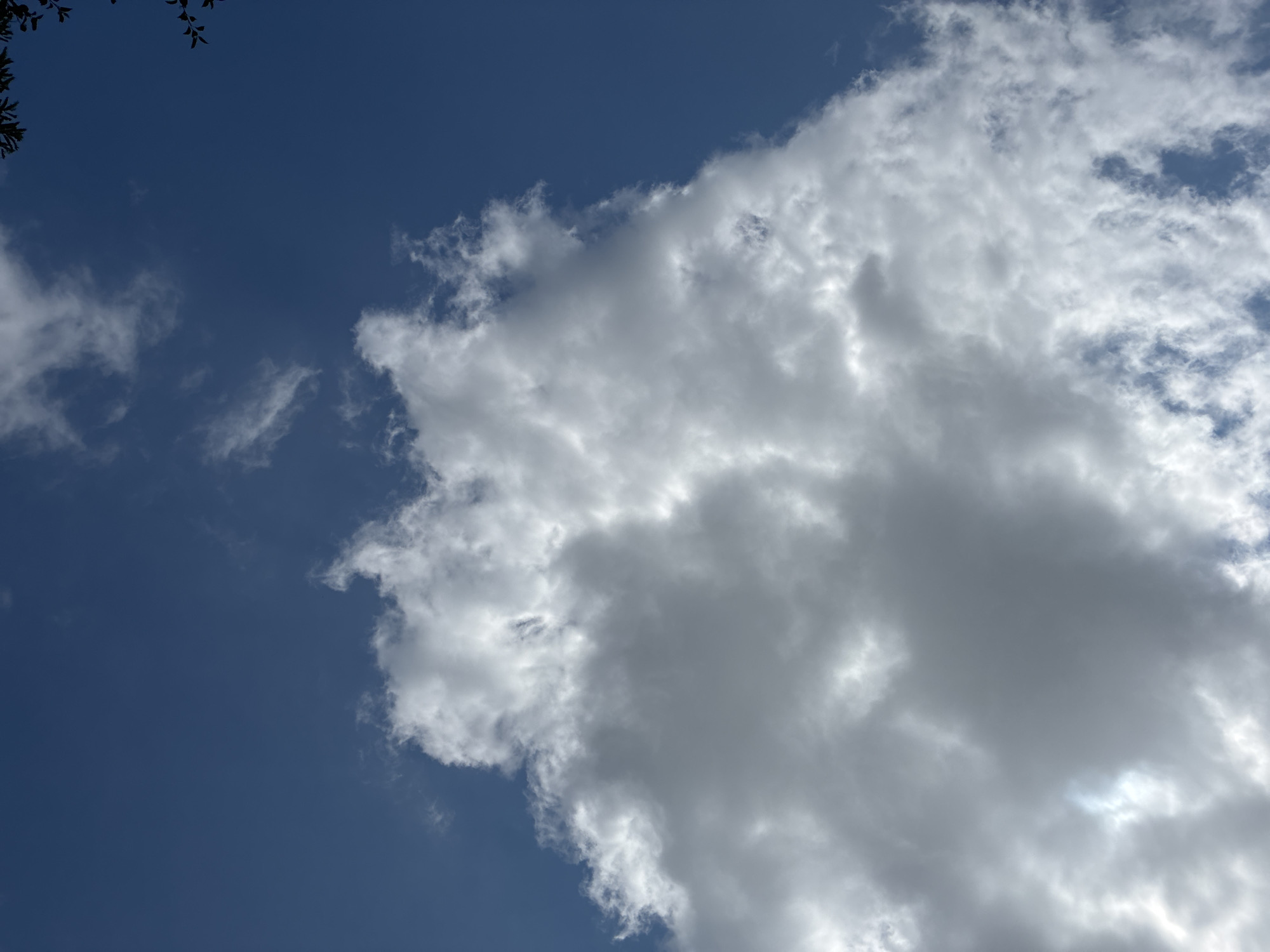 A close-up, low-angle outdoor shot captures a clear blue sky with large, fluffy white and gray clouds. The clouds dominate the frame, with a large, prominent cloud formation taking up the majority of the lower and central parts of the image. The sky is a deep, vibrant blue. In the upper right corner of the image, a few dark, silhouetted tree branches with leaves are visible, suggesting the presence of a tree. No people, animals, or man-made structures are visible in the image. The scene is static and natural. The image's perspective is from ground level looking upwards. The lighting suggests it is daytime.