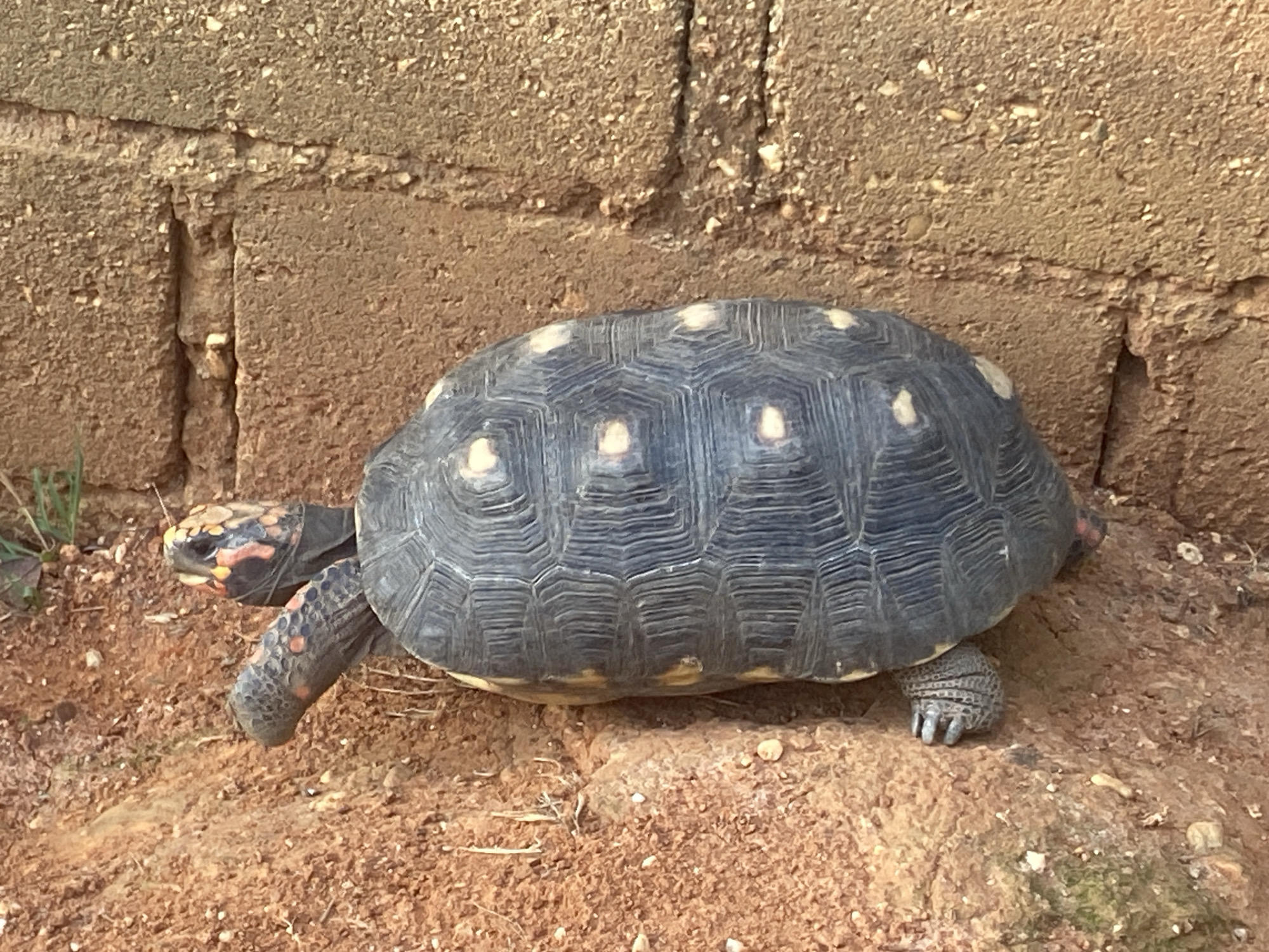 The image shows a turtle on a red-brown dirt surface. Behind the turtle is a rough, brown brick wall. The turtle has a dark gray shell with light yellow spots and is facing left. The head and legs of the turtle are mottled with orange and gray spots. The location is Tinaquillo, Venezuela, as per the prompt.