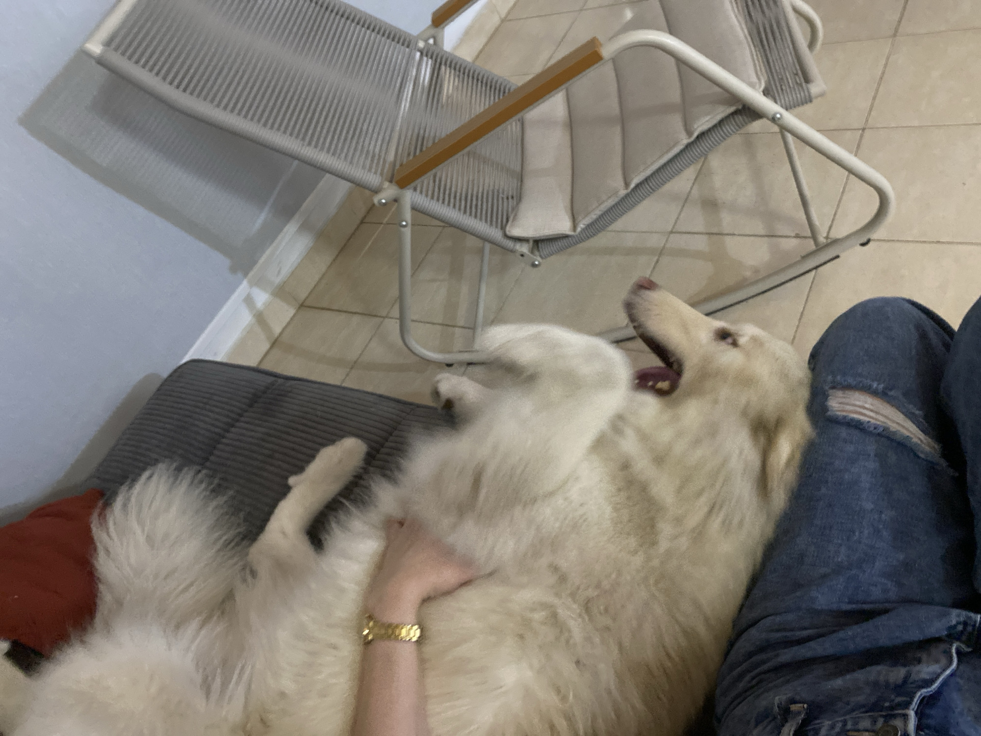 The image displays an indoor scene featuring a large, white, fluffy dog lying on its back on a dark grey, ribbed cushion or couch section. A human hand, wearing a gold-toned wristwatch with a metal band, is shown petting the dog's exposed belly. The lower portion of a person's leg, clad in distressed blue denim jeans, is visible alongside the dog's head. The dog's mouth is slightly open, revealing its tongue. In the background, a modern lounge chair with a light grey metal frame, woven cord seating, and light-colored wooden armrests rests on a floor composed of light beige square tiles with visible grout lines. A plain light blue wall is visible behind the chair, which casts a shadow. A folded red textile object is partially visible near the dog's tail. The specific location in the city of Macho Muerto, Venezuela, cannot be determined from the visual information presented.