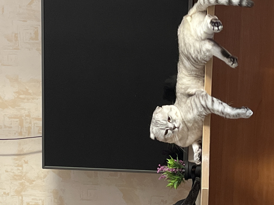 A silver tabby Scottish Fold cat hangs upside down from a wooden surface. Its body stretches downward toward a small potted plant with purple flowers. A black television screen occupies the left side of the frame. The background includes a beige wall with a subtle patterned design. The cat's eyes are visible, looking towards the camera.