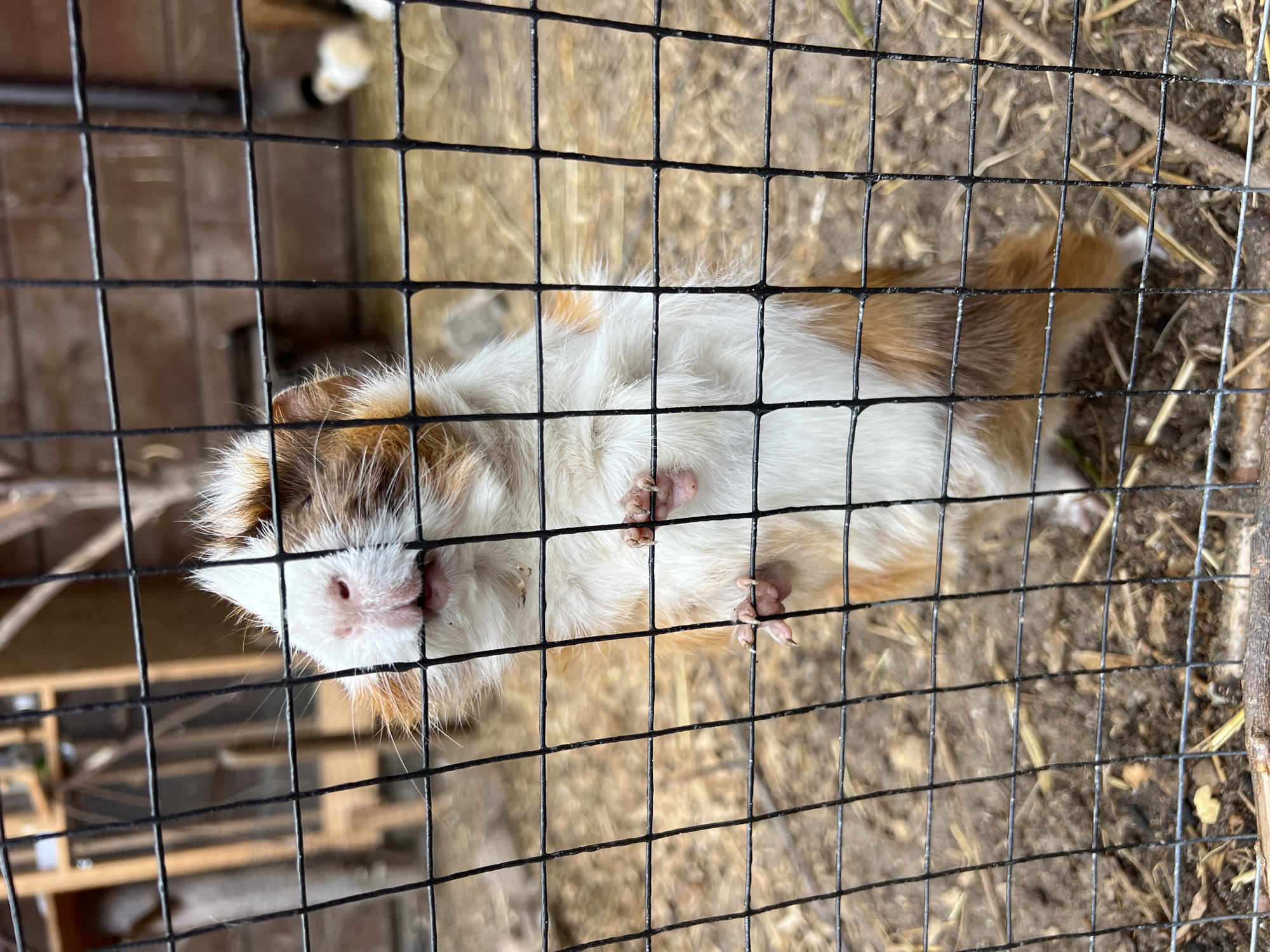 A guinea pig stands on its hind legs, its front paws gripping the mesh of a black wire fence. The guinea pig has white, brown, and orange fur, with a pink nose and visible teeth. Behind the guinea pig, the environment appears to be an outdoor enclosure with straw or hay on the ground and wooden structures in the background. The scene is viewed through the wire mesh, which creates a grid-like effect over the image. The location is not specified in the image or context provided.