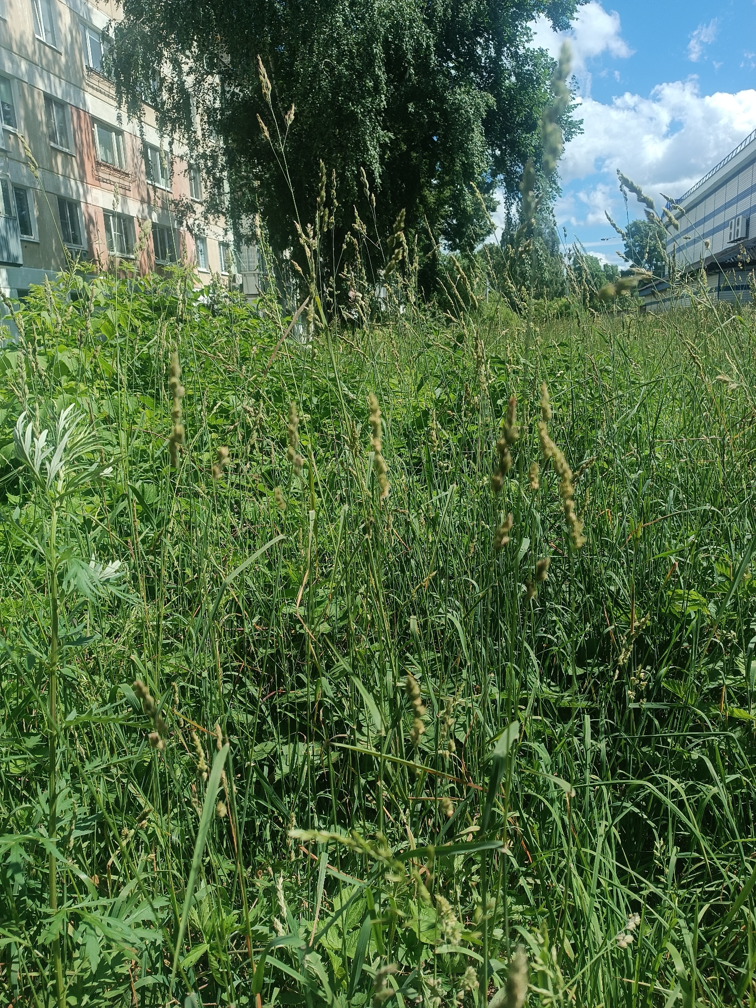 The image shows a patch of overgrown grass and weeds in front of a light-colored, multi-story apartment building with visible windows. To the right, a portion of a modern building with blue and white horizontal stripes is visible. Tall trees with green foliage are positioned between the apartment building and the modern structure, casting shadows on the apartment building. The sky above is blue with scattered white clouds. The grass in the foreground is a mixture of various types, with some seed heads and stalks reaching above the general height of the foliage. The scene appears to be located in a residential area of Chaikovsky, Russia, likely a common area between buildings. There are no people or animals visible in the image.